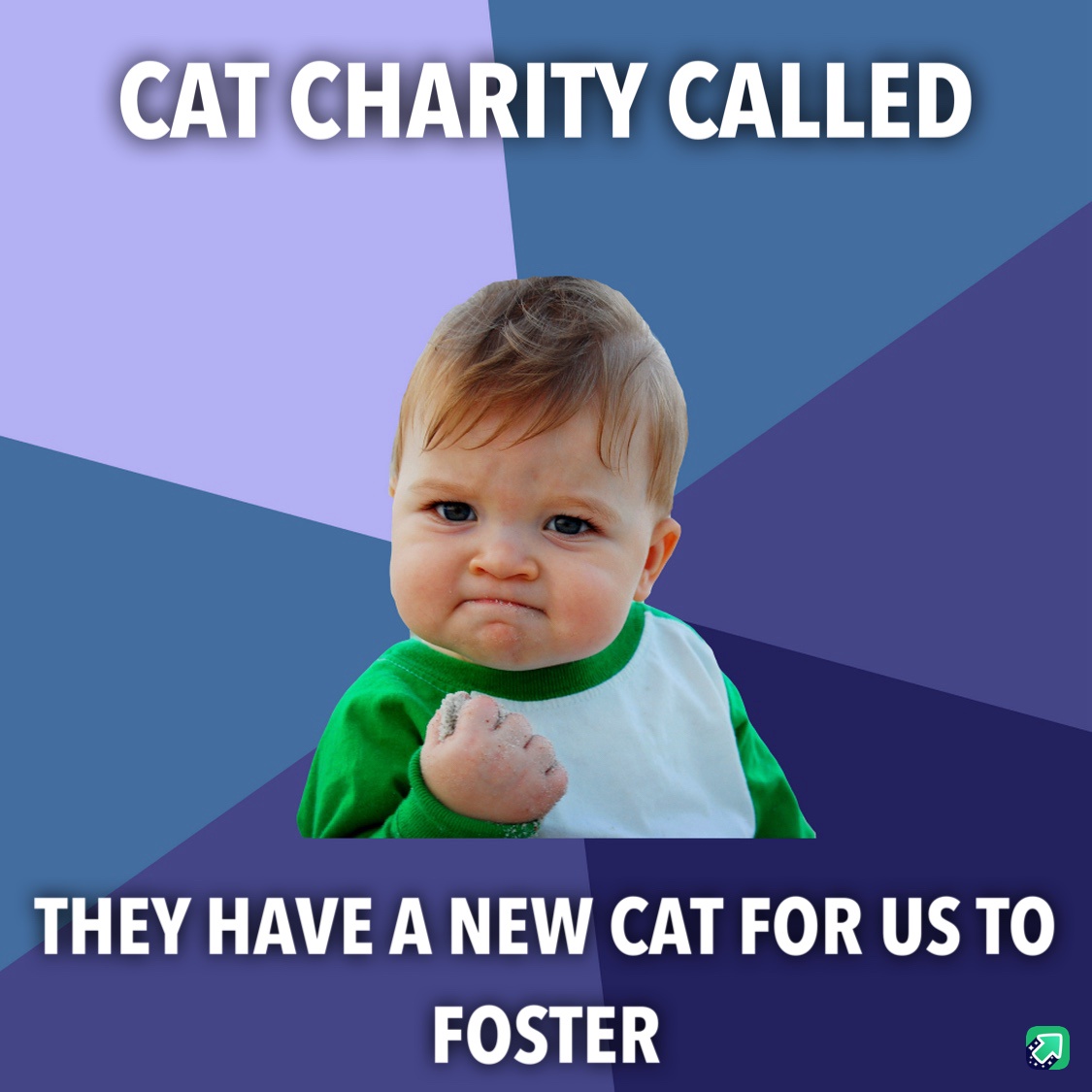 Exciting News: A New Foster Cat is Coming!
