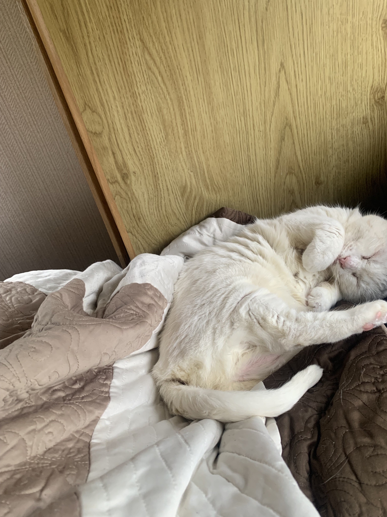 Adorable Sprinkles Stealing Hearts