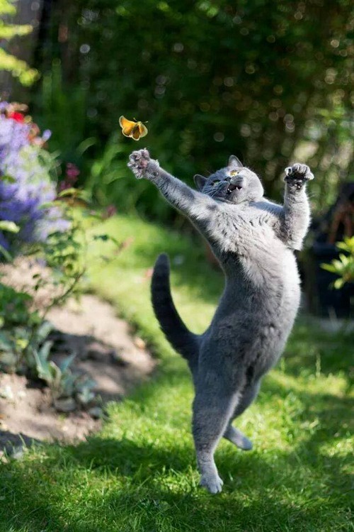 Meet Today's Adorable Cat Star