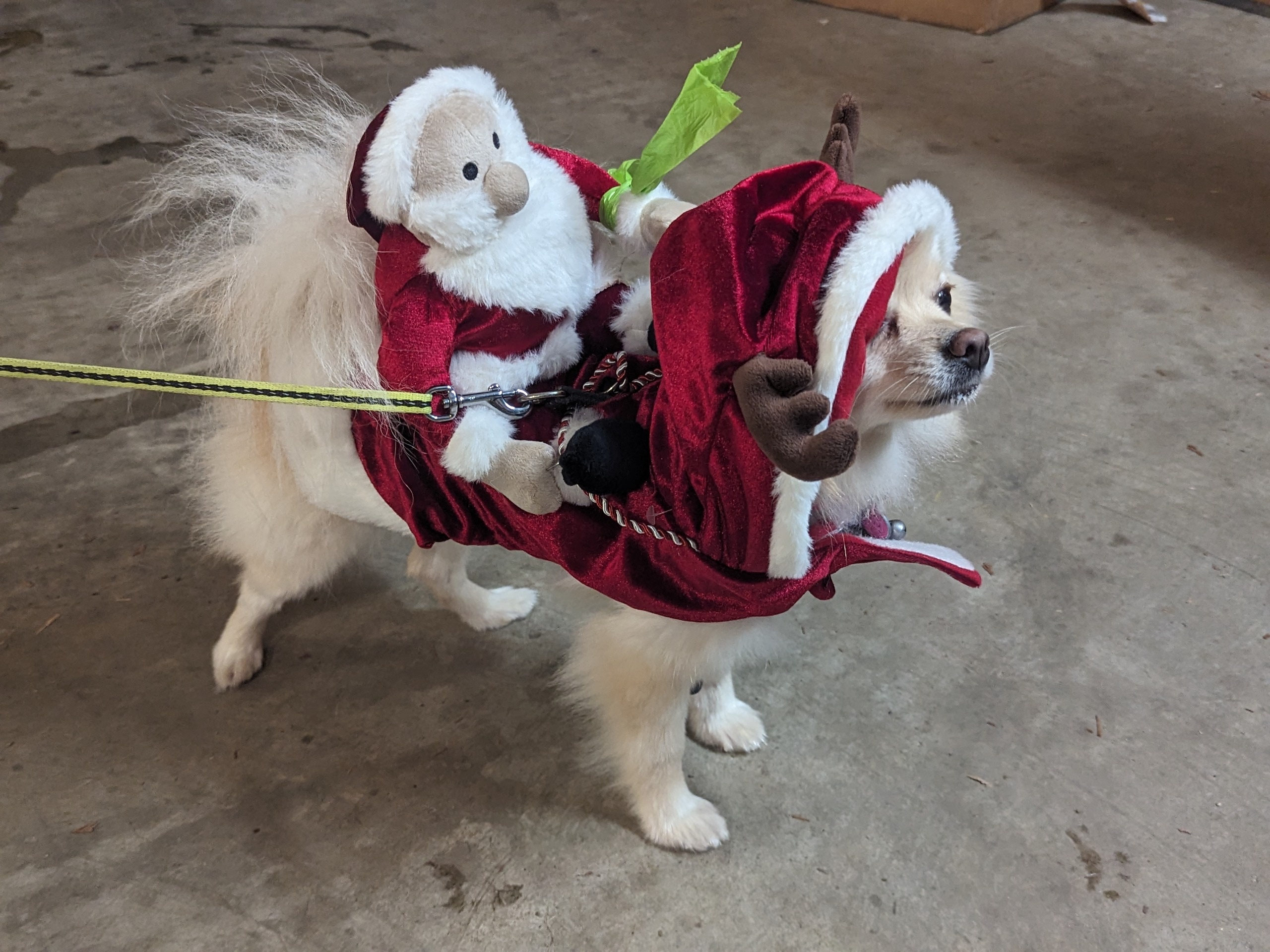 Celebrating Christmas 2024 with Joy and Cheer