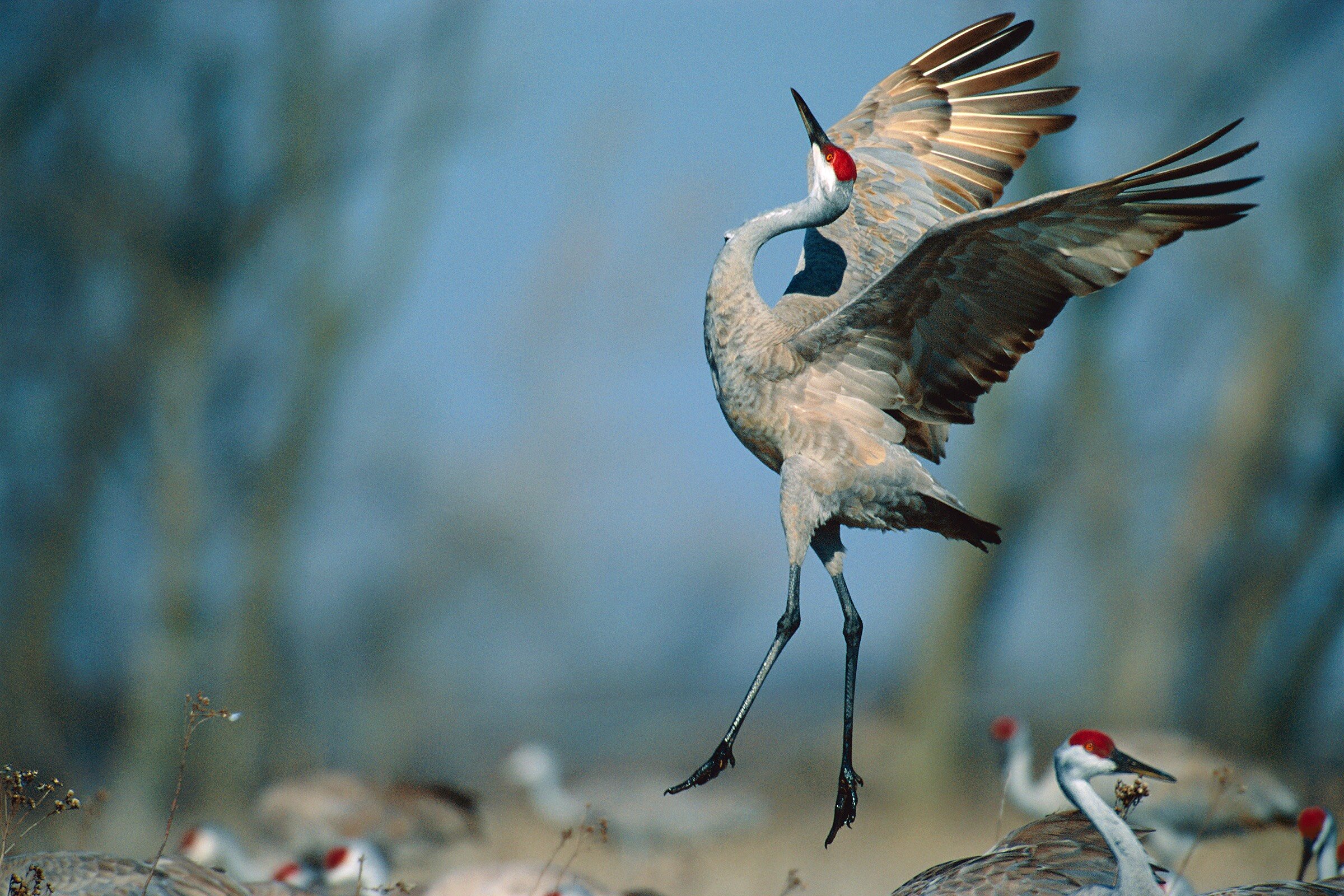 Witness the breathtaking Sandhill crane migration in Platte River Valley