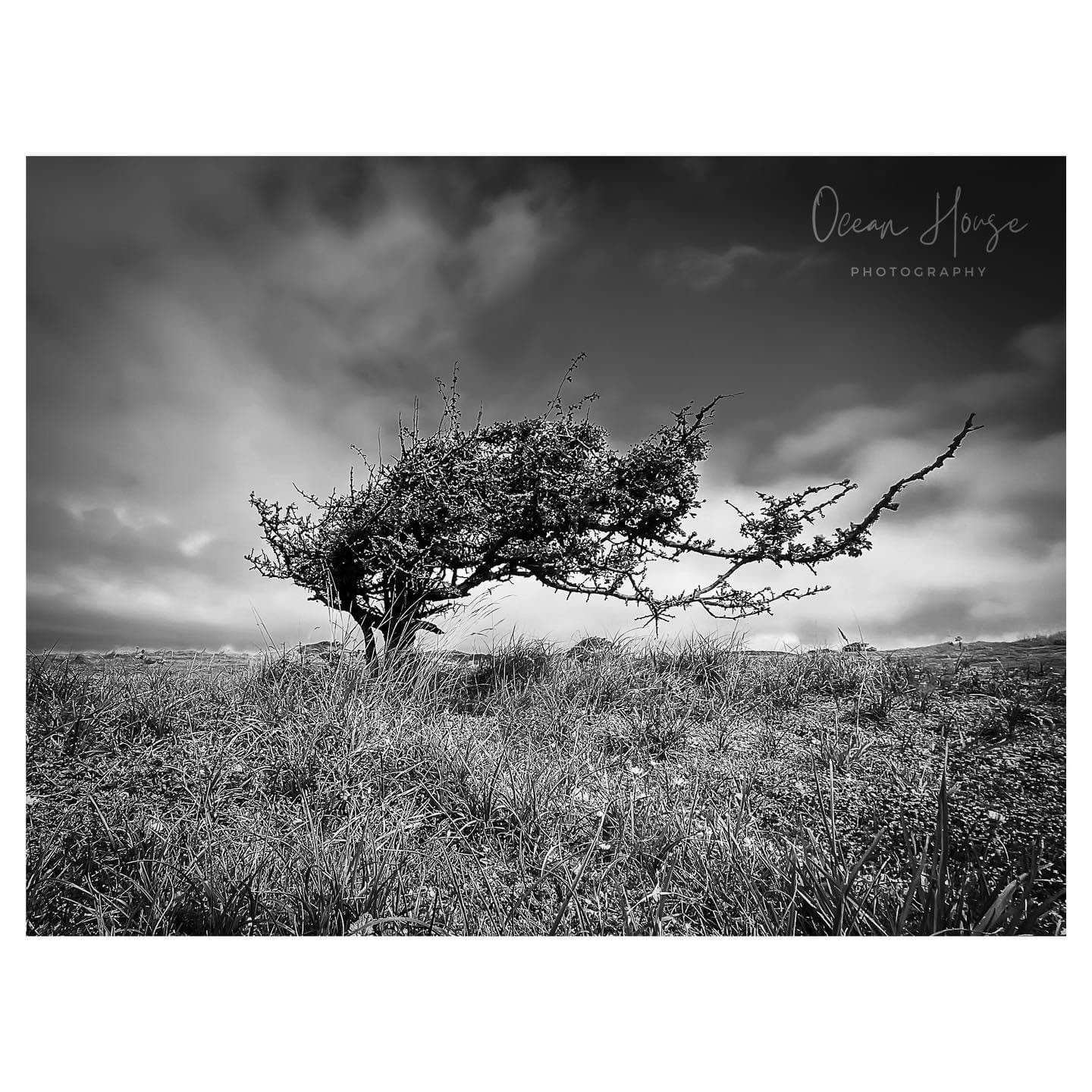 The Majestic Beauty of Trees