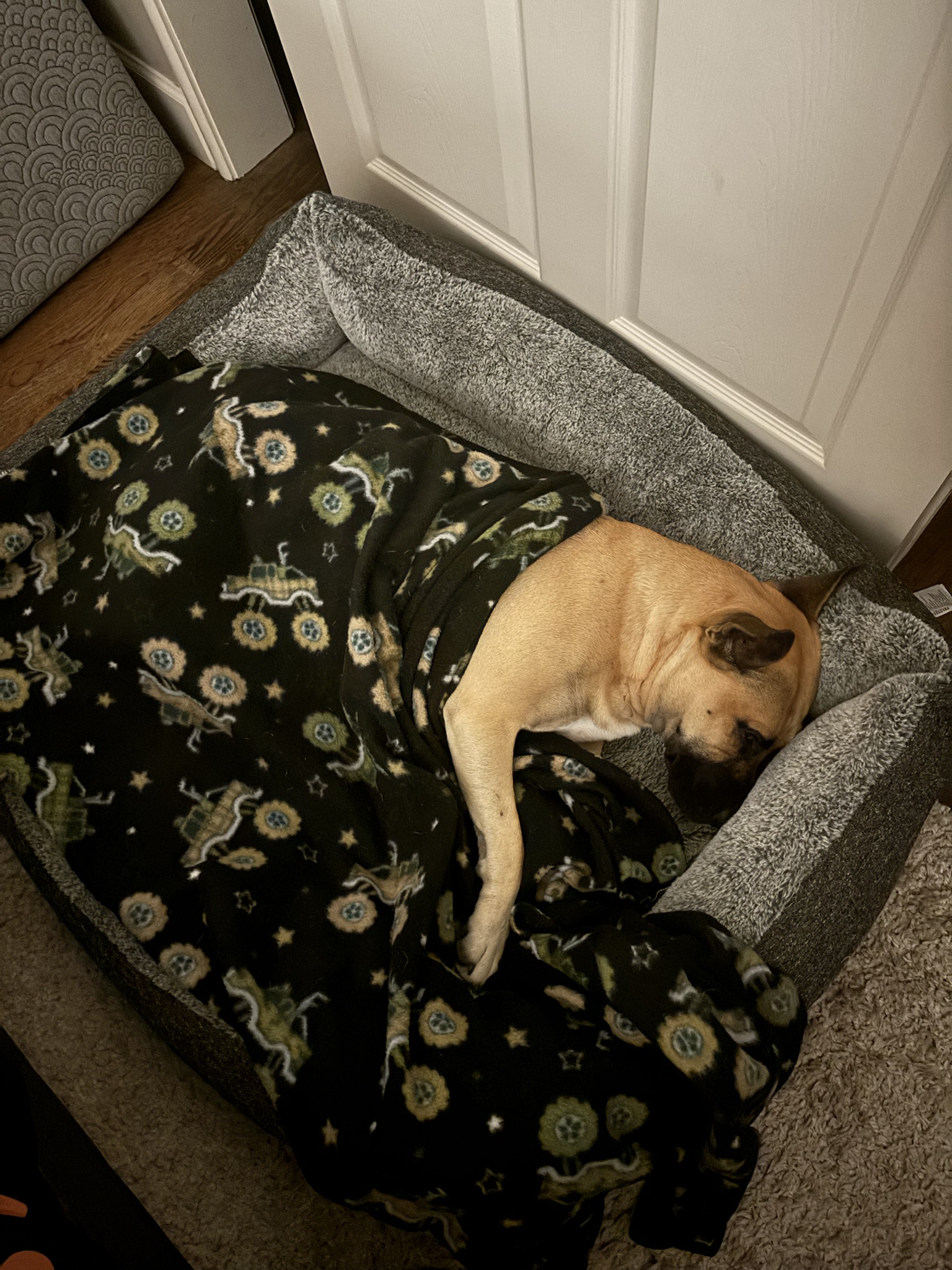 Pit Bulls and Their Mixes: The Biggest Softies