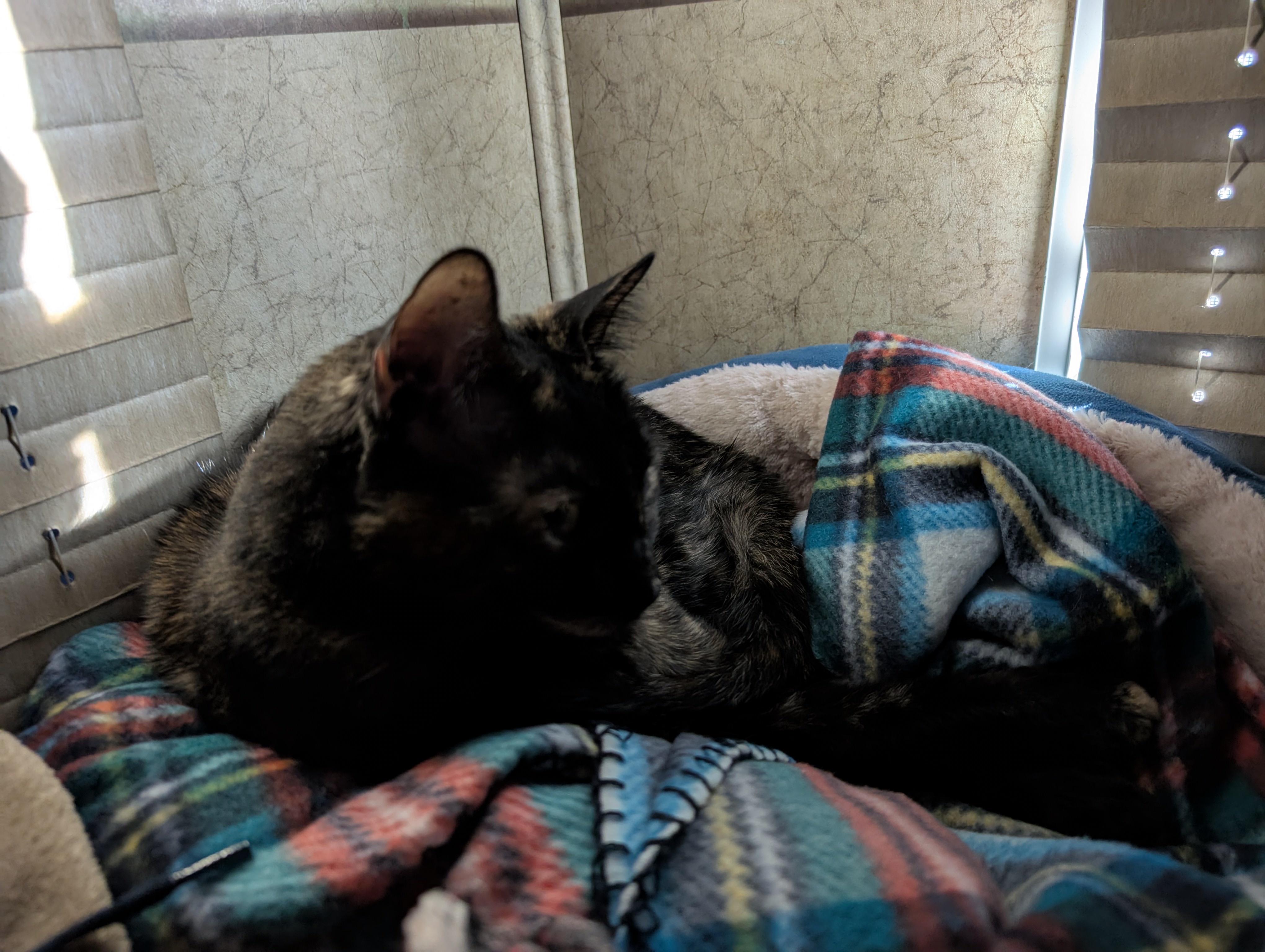 Embracing the Cozy Vibes of Caturday