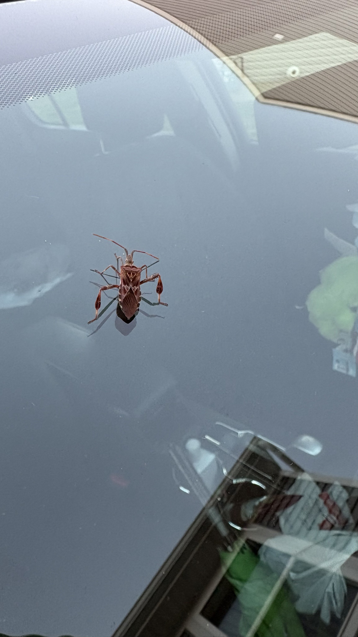 What kind of bug is this? Let's find out!