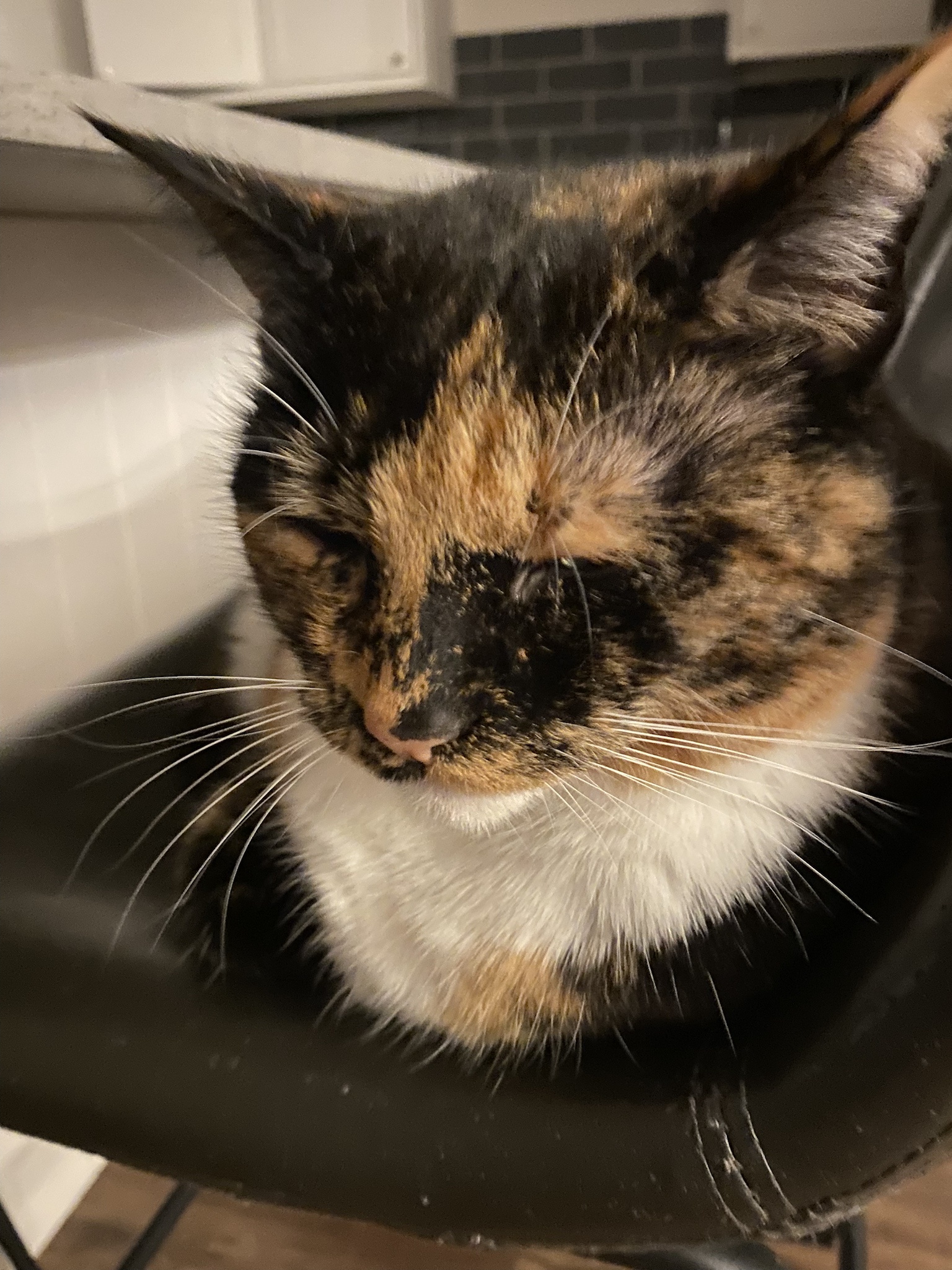 Crumble's Daily Snapshot