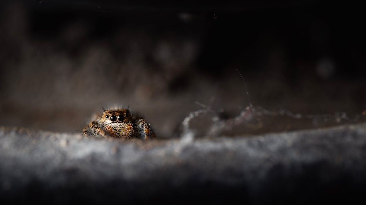 The Amazing Acrobatic Skills of a Jumping Spider