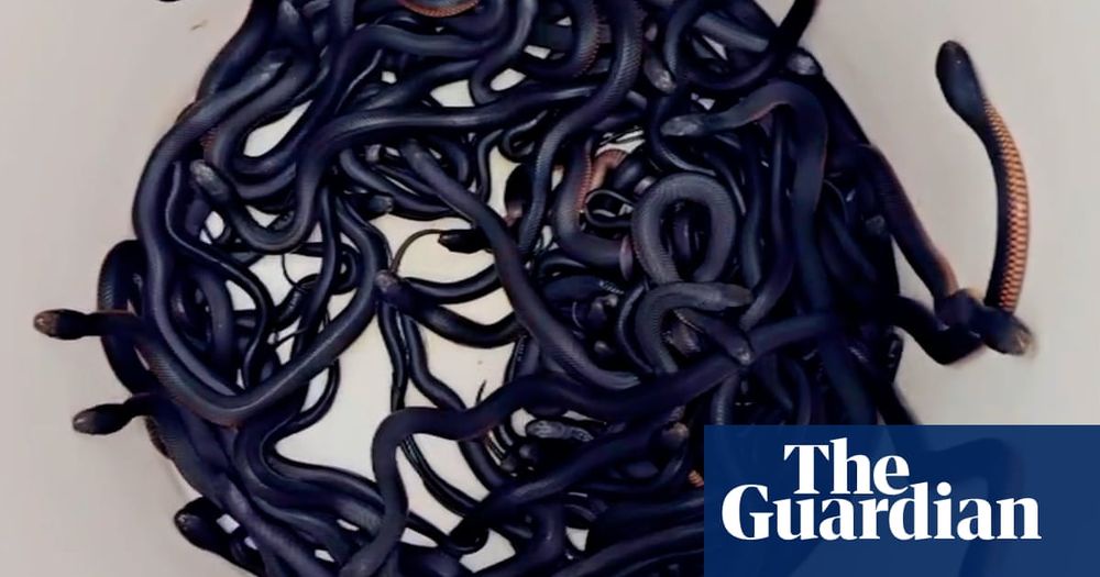 A Shocking Discovery: 102 Red Bellied Black Snakes in One Mulch Heap