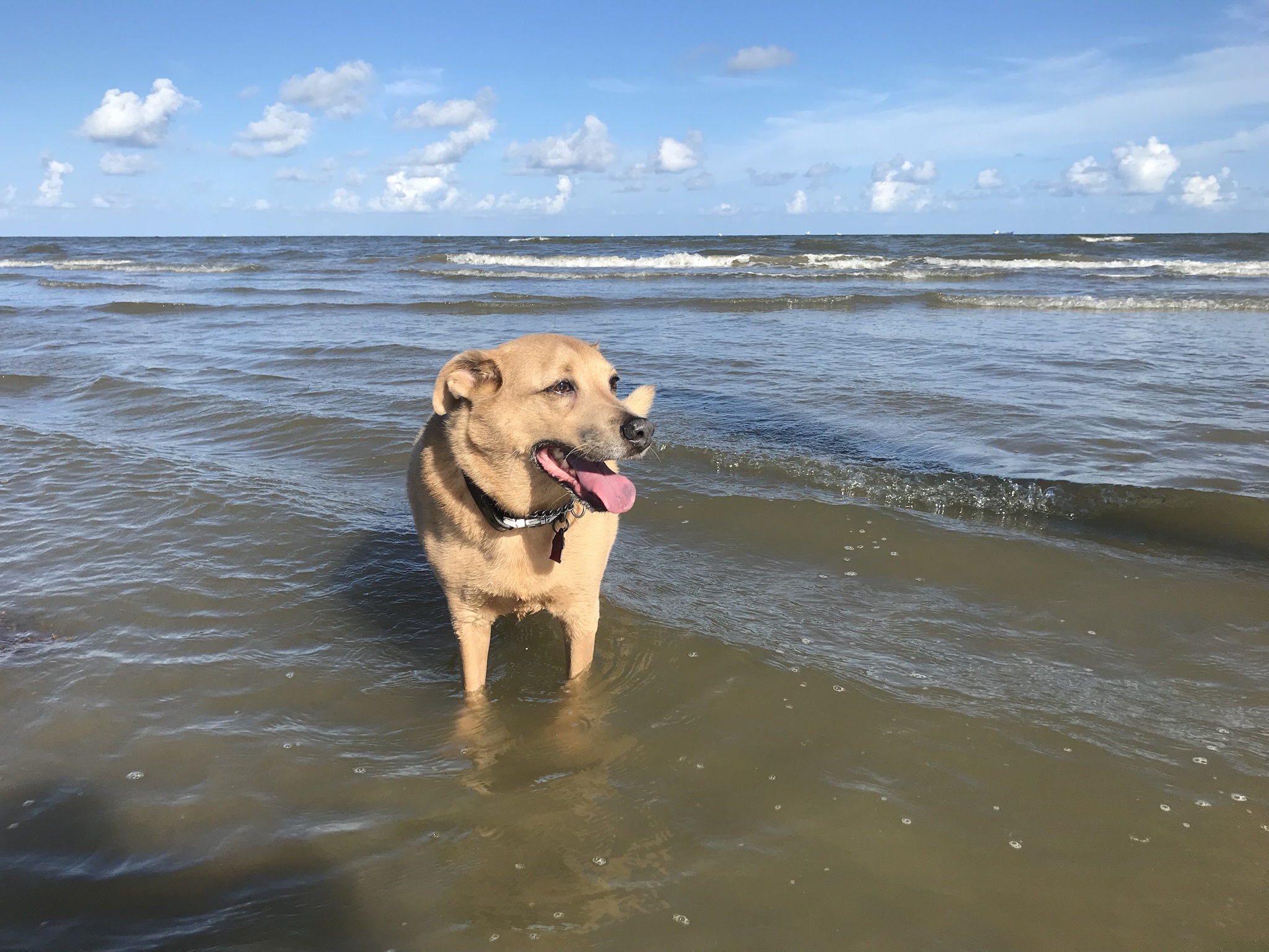 Just Had to Say Goodbye to My Best Friend