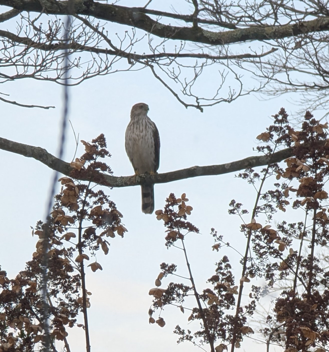 Identifying the Raptor: Cooper's Hawk or Sharp-shinned Hawk?