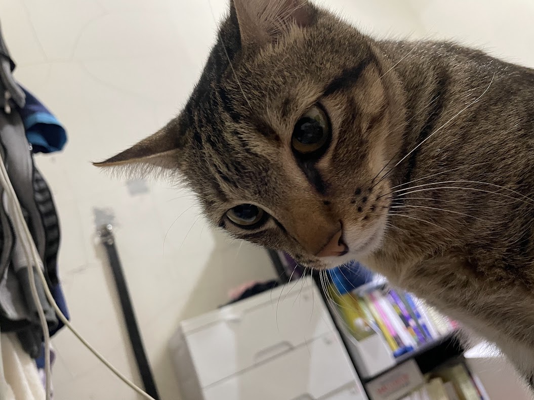 The Intense Gaze of the Staring Cat