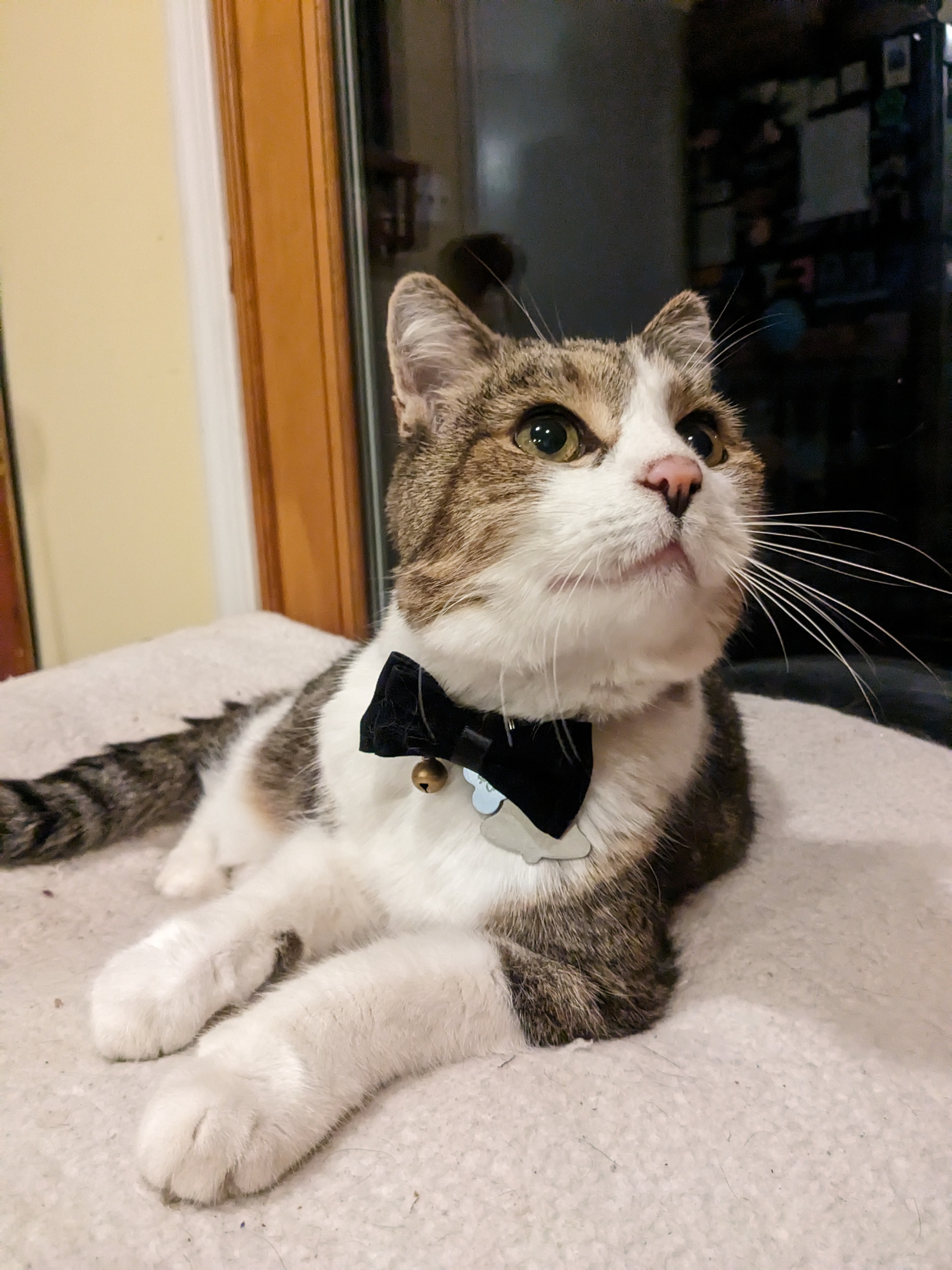 The epitome of class: Meet the sophisticated gentleman.