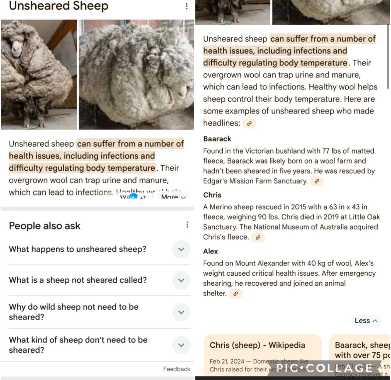 Meet the Unsheared Sheep: A Furry Wonder!