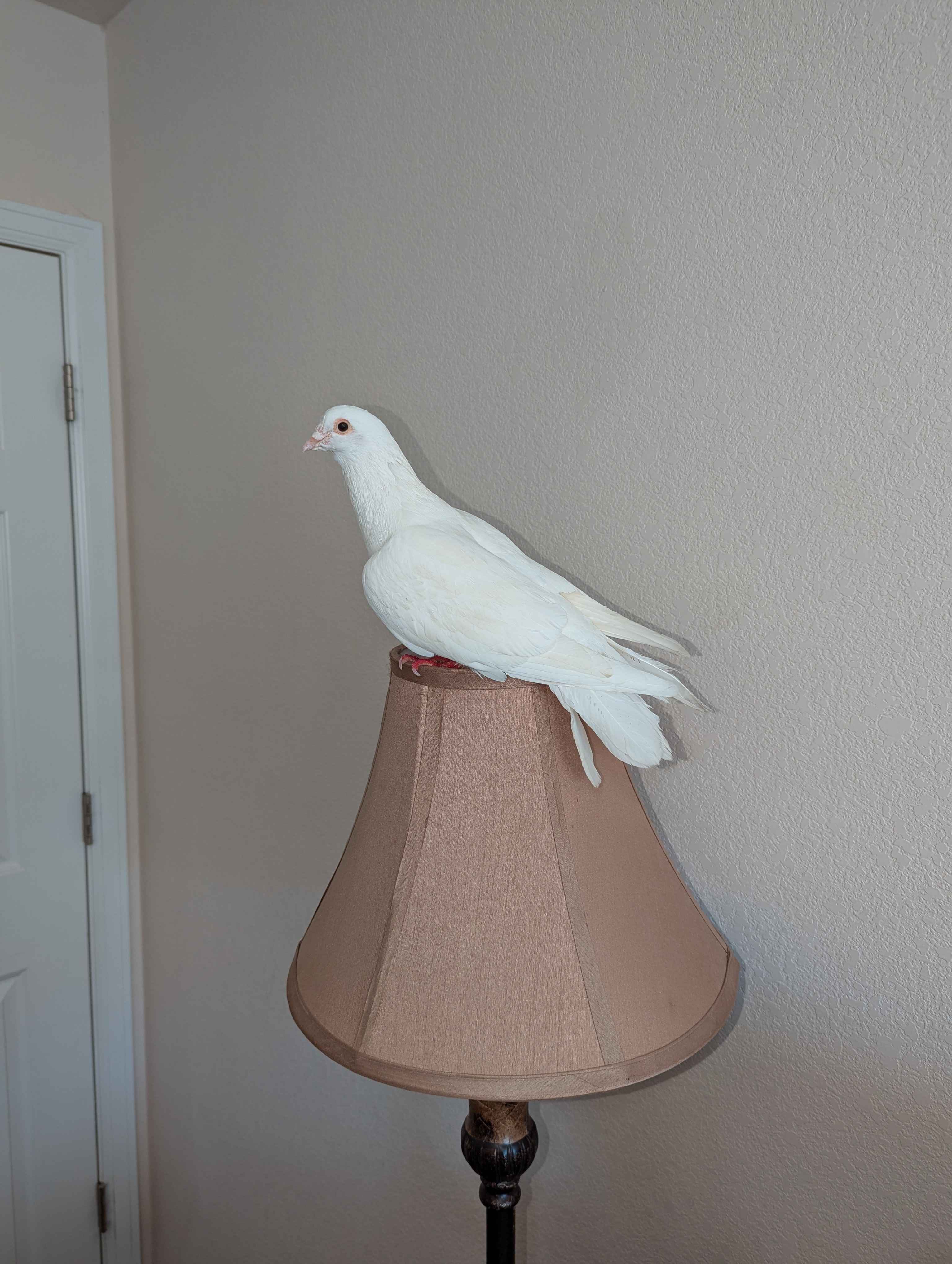 Our nation may be struggling, but we just saved a dove!