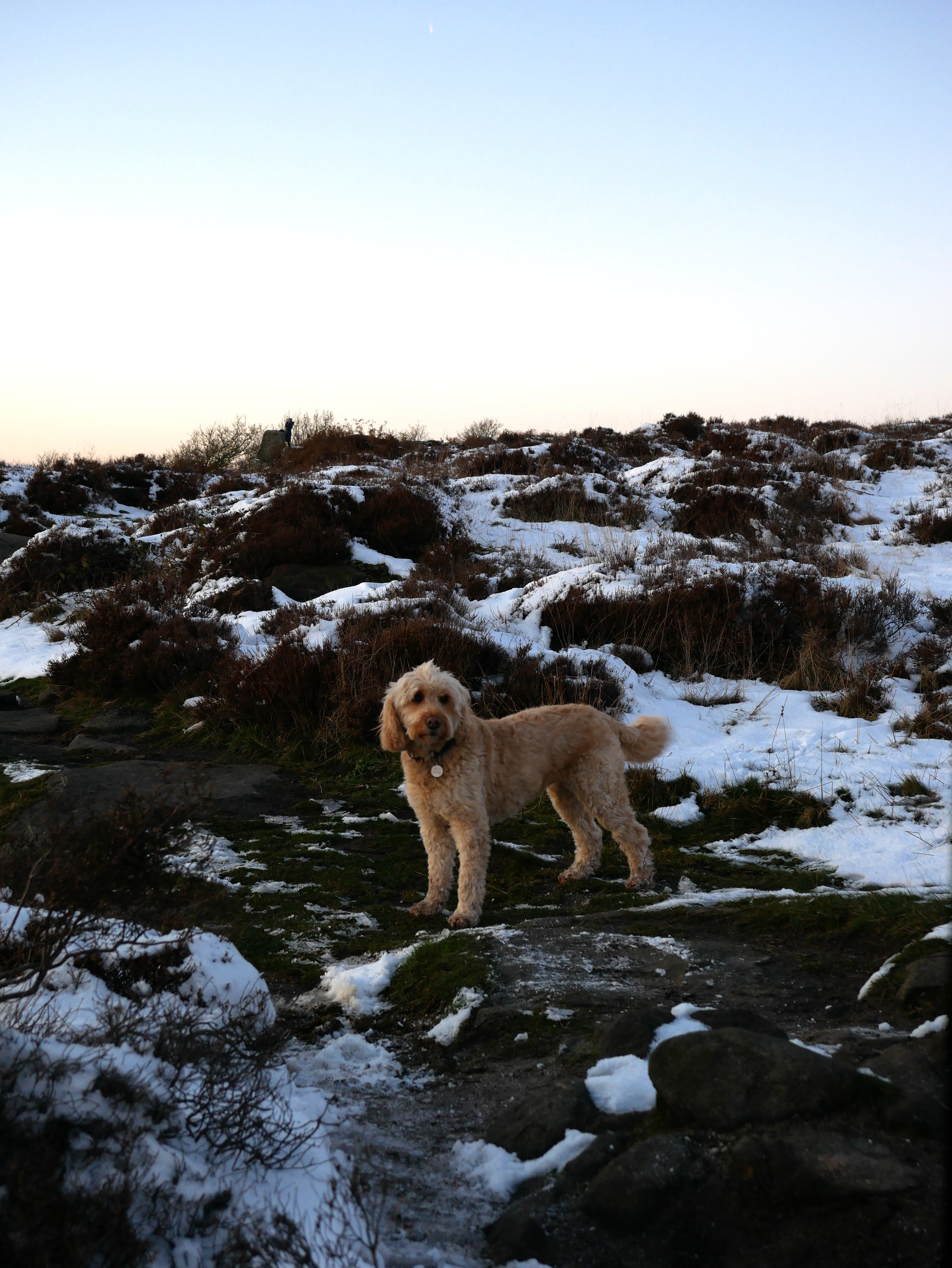 Meet the Friendly Dog Who Loves Playing in the Snow!