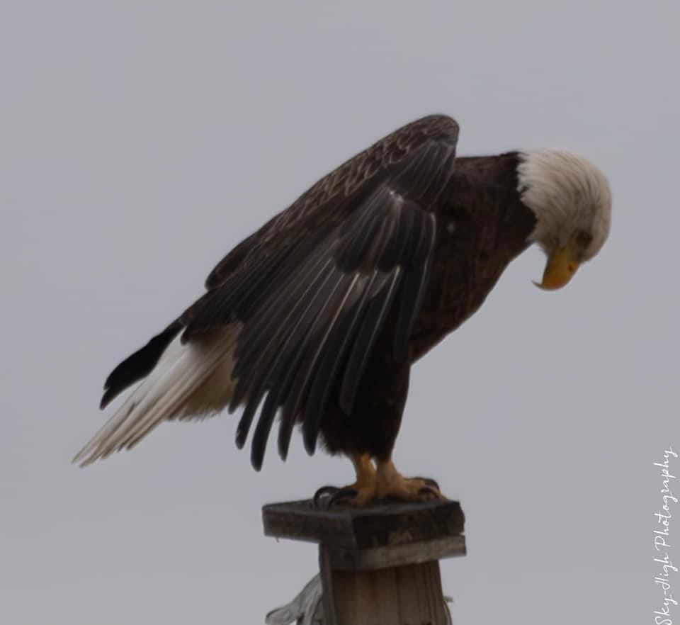 Majestic Eagle in Flight