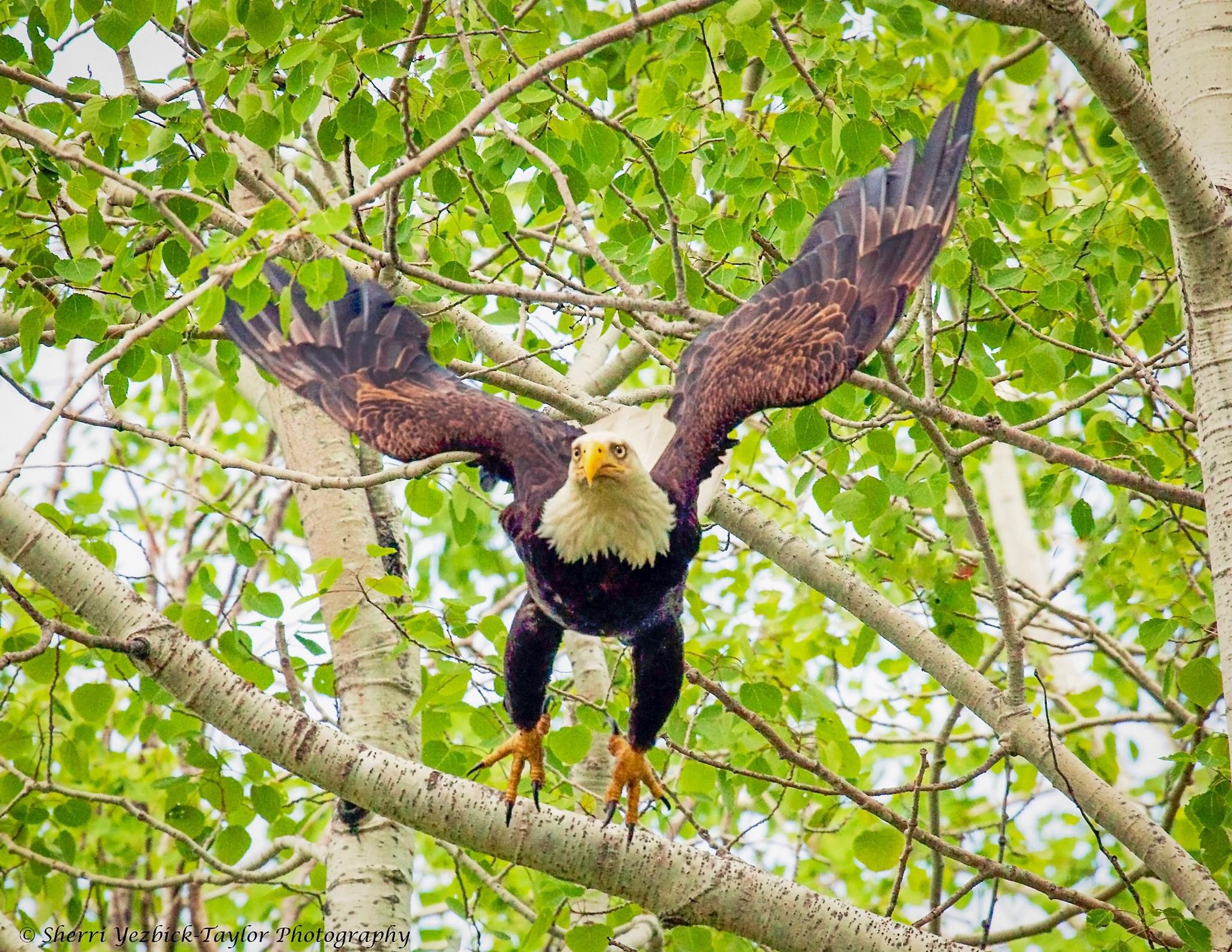 Majestic Eagle in Action