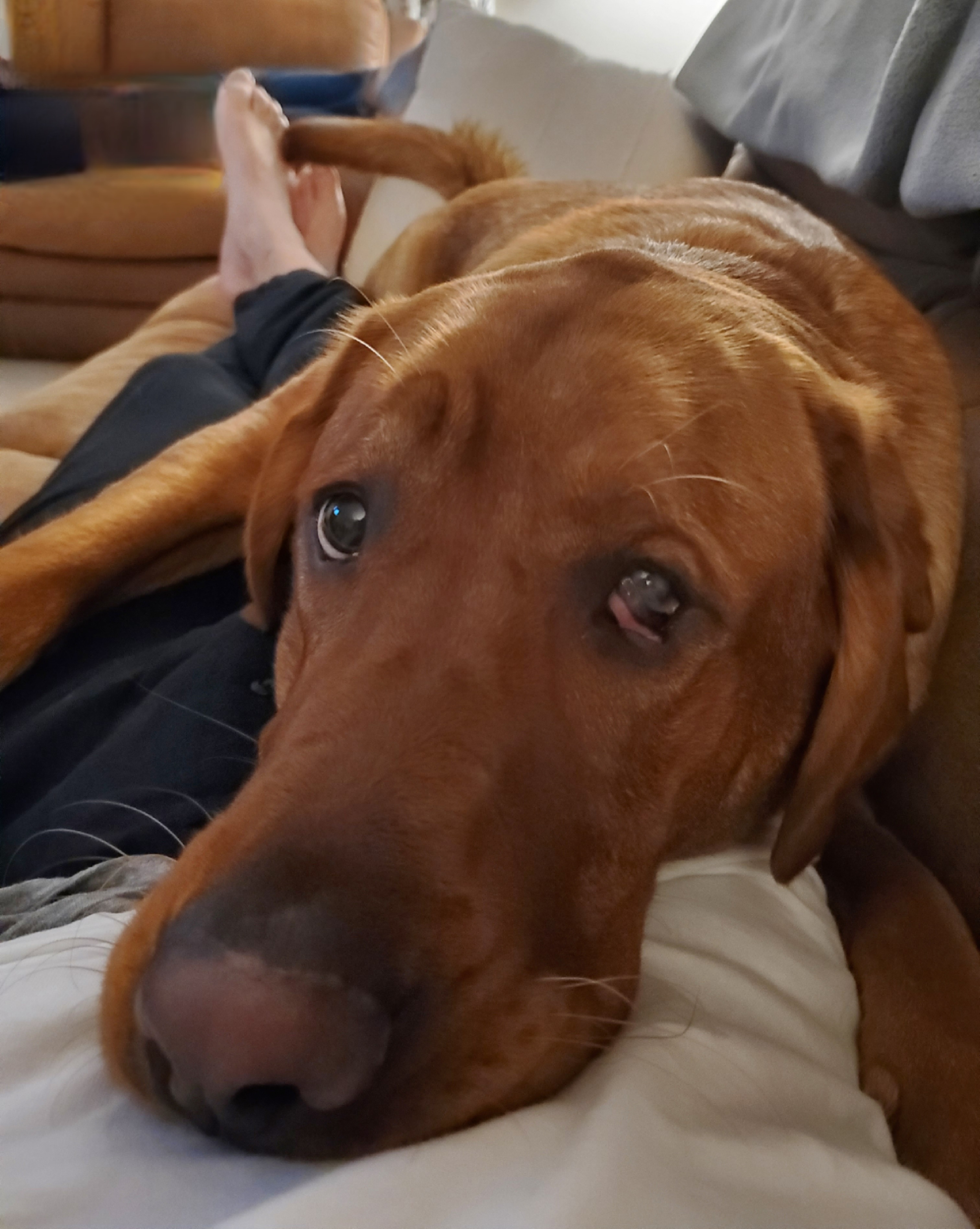 Meet Gus: The Sleepy Pup Who Steals Hearts