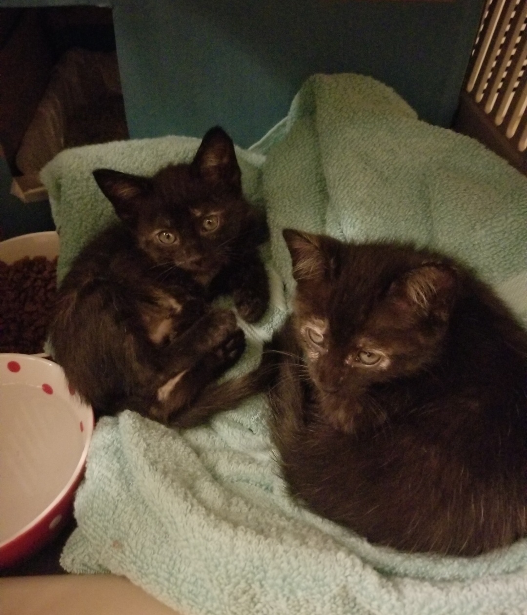 Just took the tea cats to the vet—what an adventure!