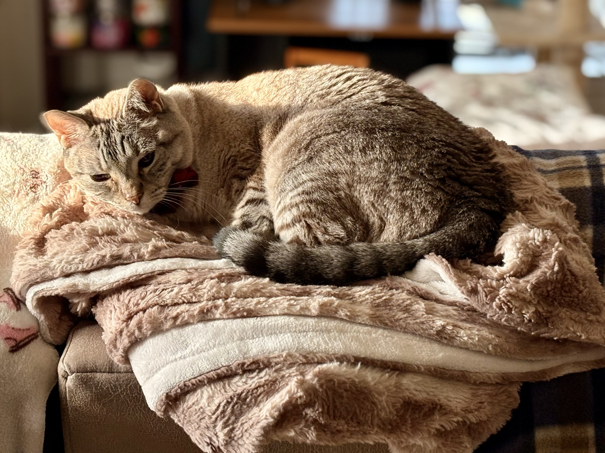 Embracing the Sunday morning laziness like a pro