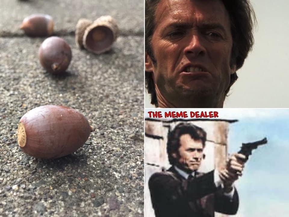 When Your Meme Collection Gets Drowned by Acorn Overload