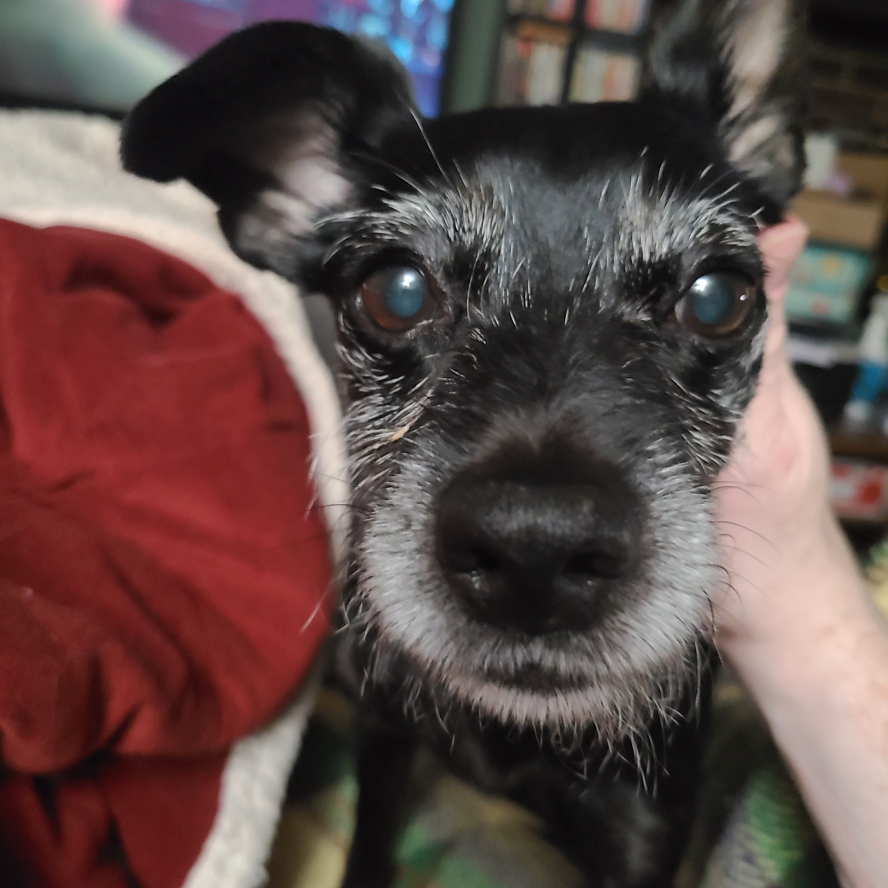 Dobby's Cough is Keeping Me Up at Night: A Worried Pet Owner's Tale