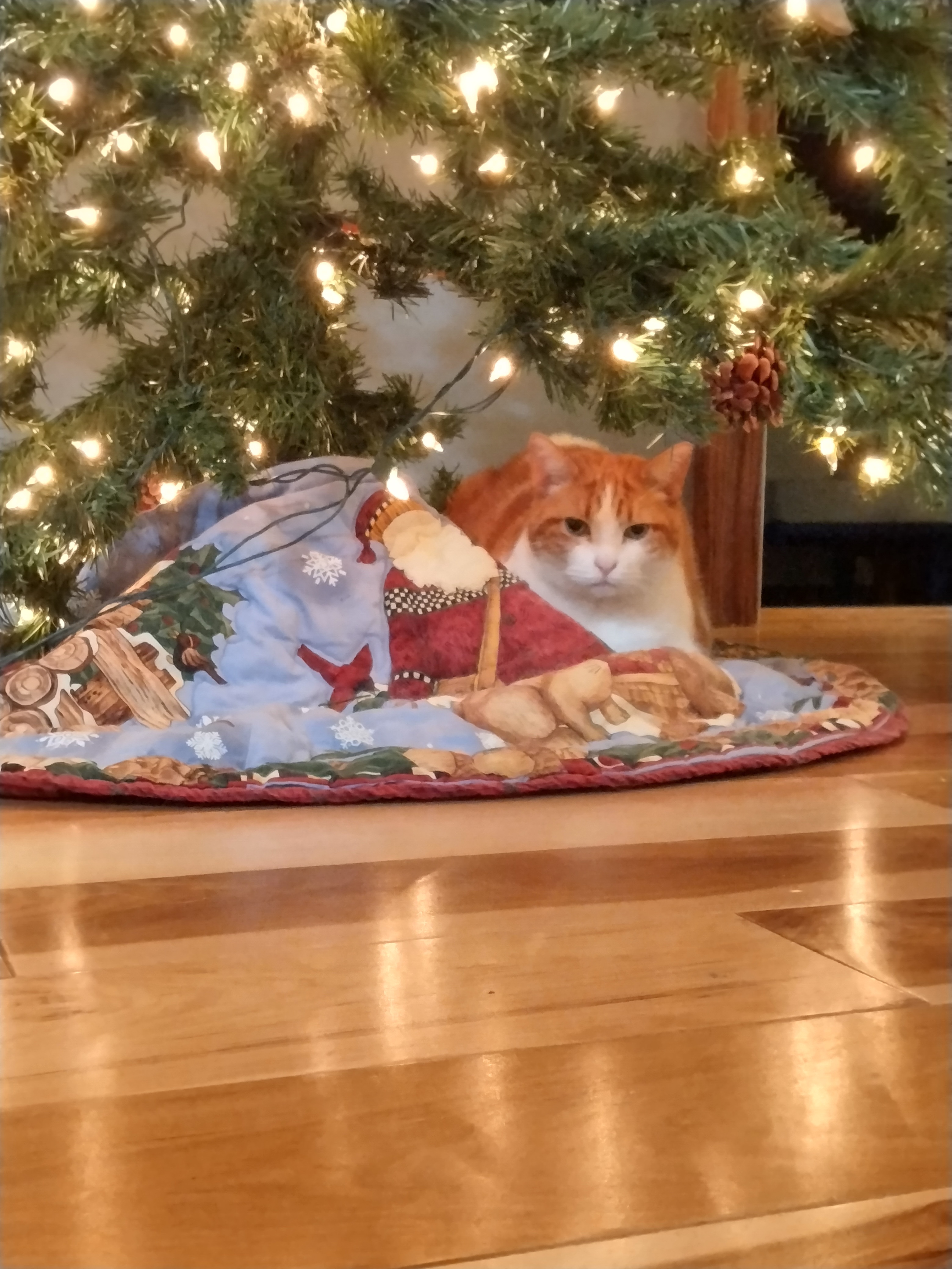 Wishing everyone a Merry Orangemas!