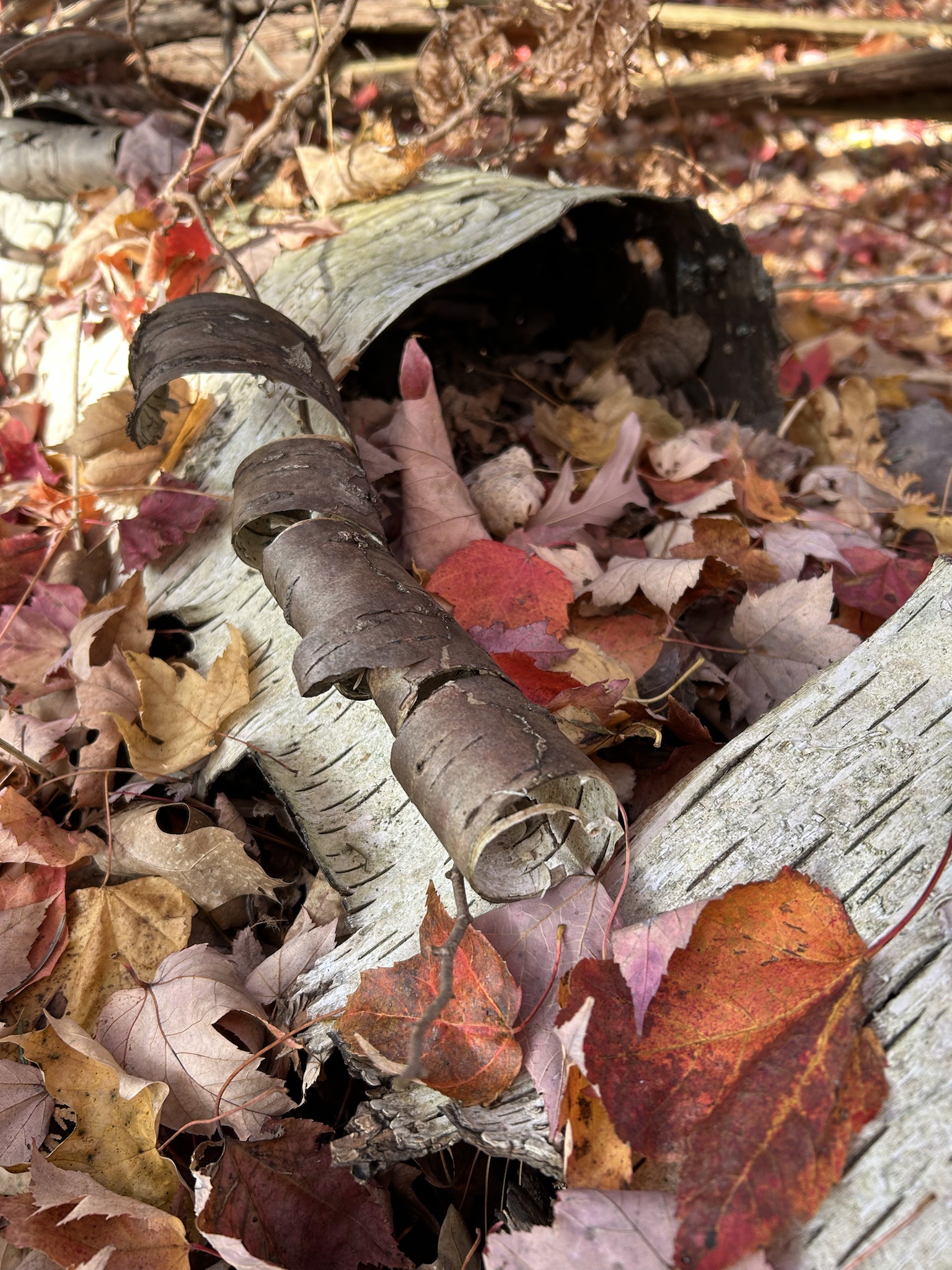 Autumn Colors Transforming Traverse City, Michigan