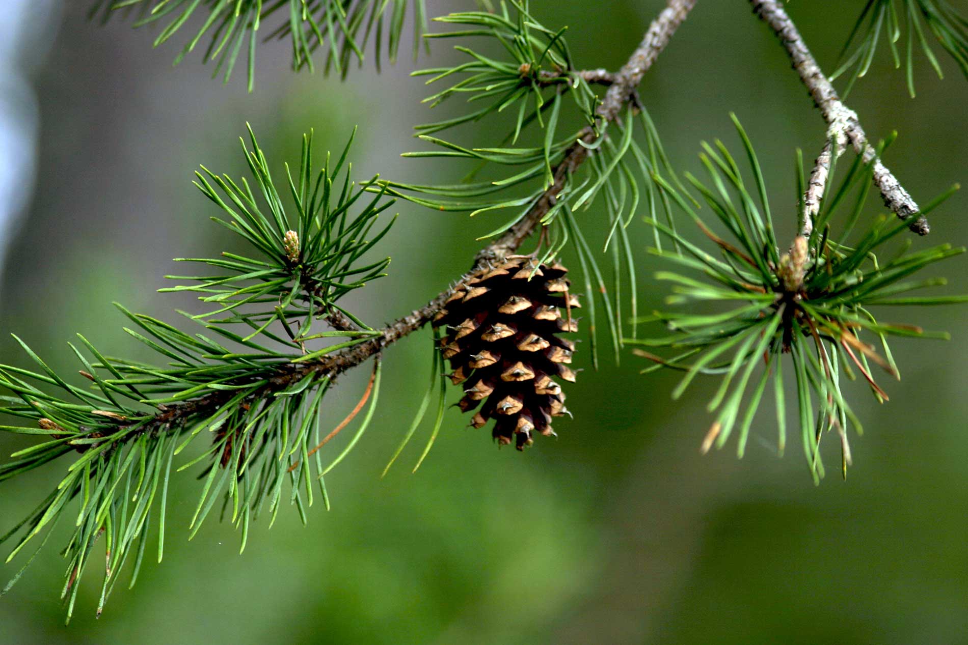 The Majestic Pine Tree