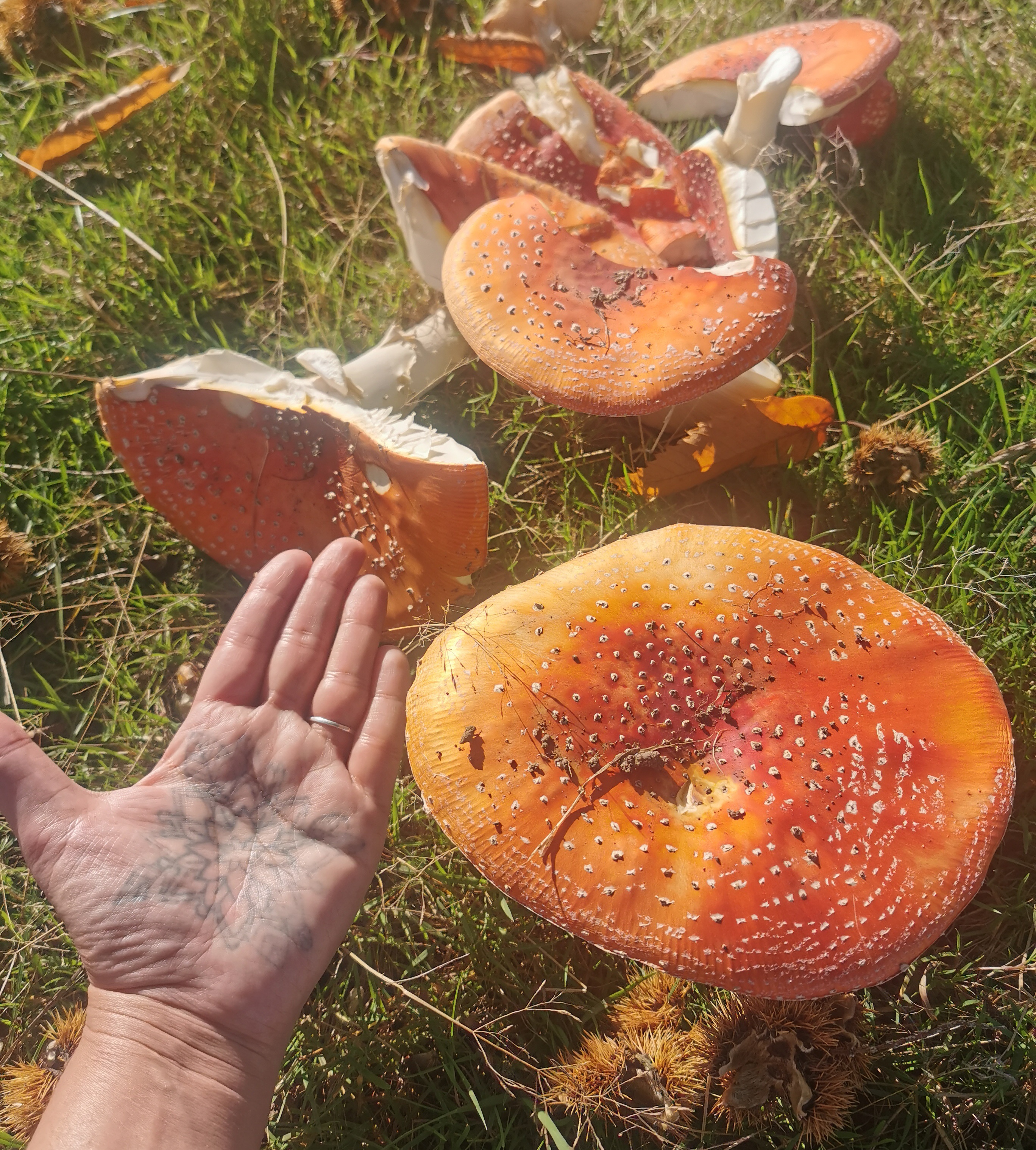 Check Out These Massive Amanita Muscaria Mushrooms I Found Today!