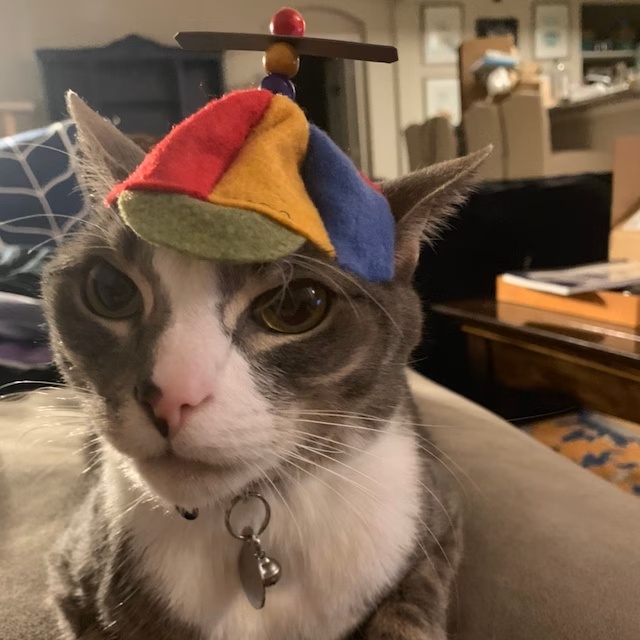 The Adorable Propeller Hat Cat: Ready for Takeoff!