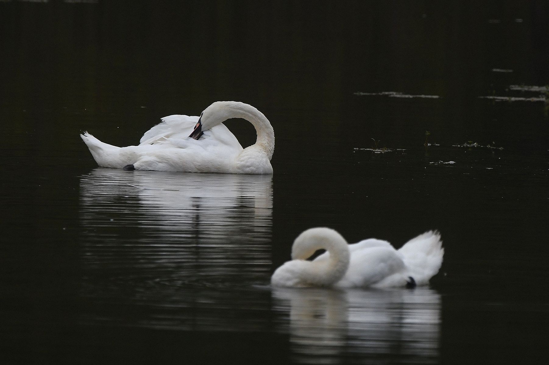 Cygne tubercule (France, Vienne department, 08/24)