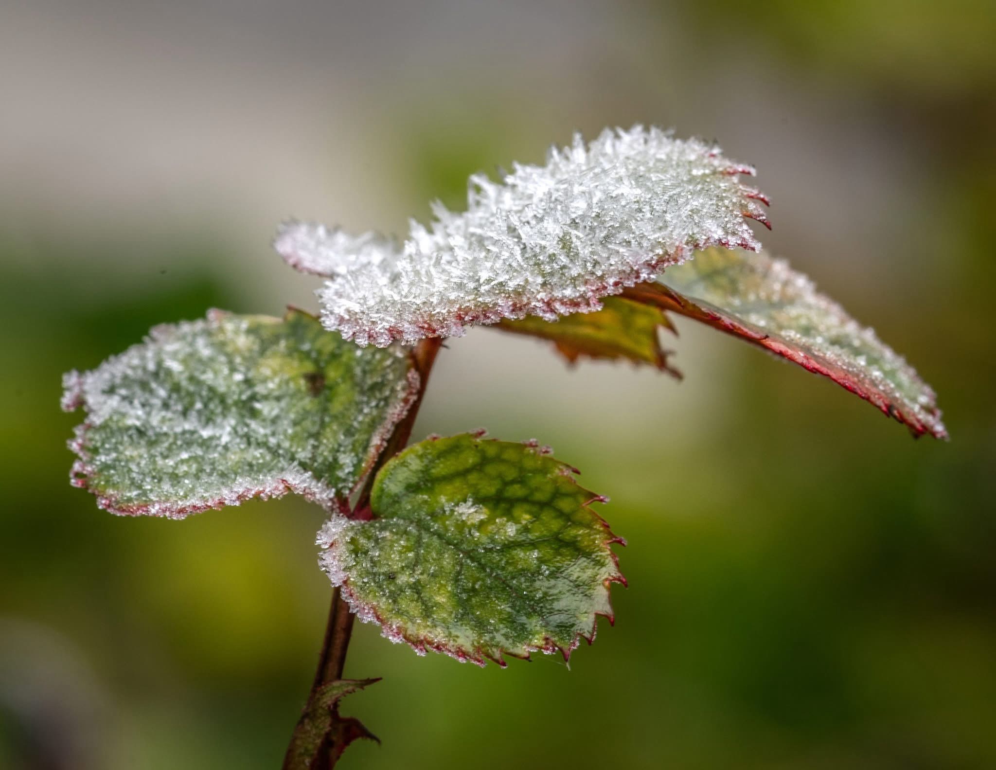 A chilly vibe with frost all around