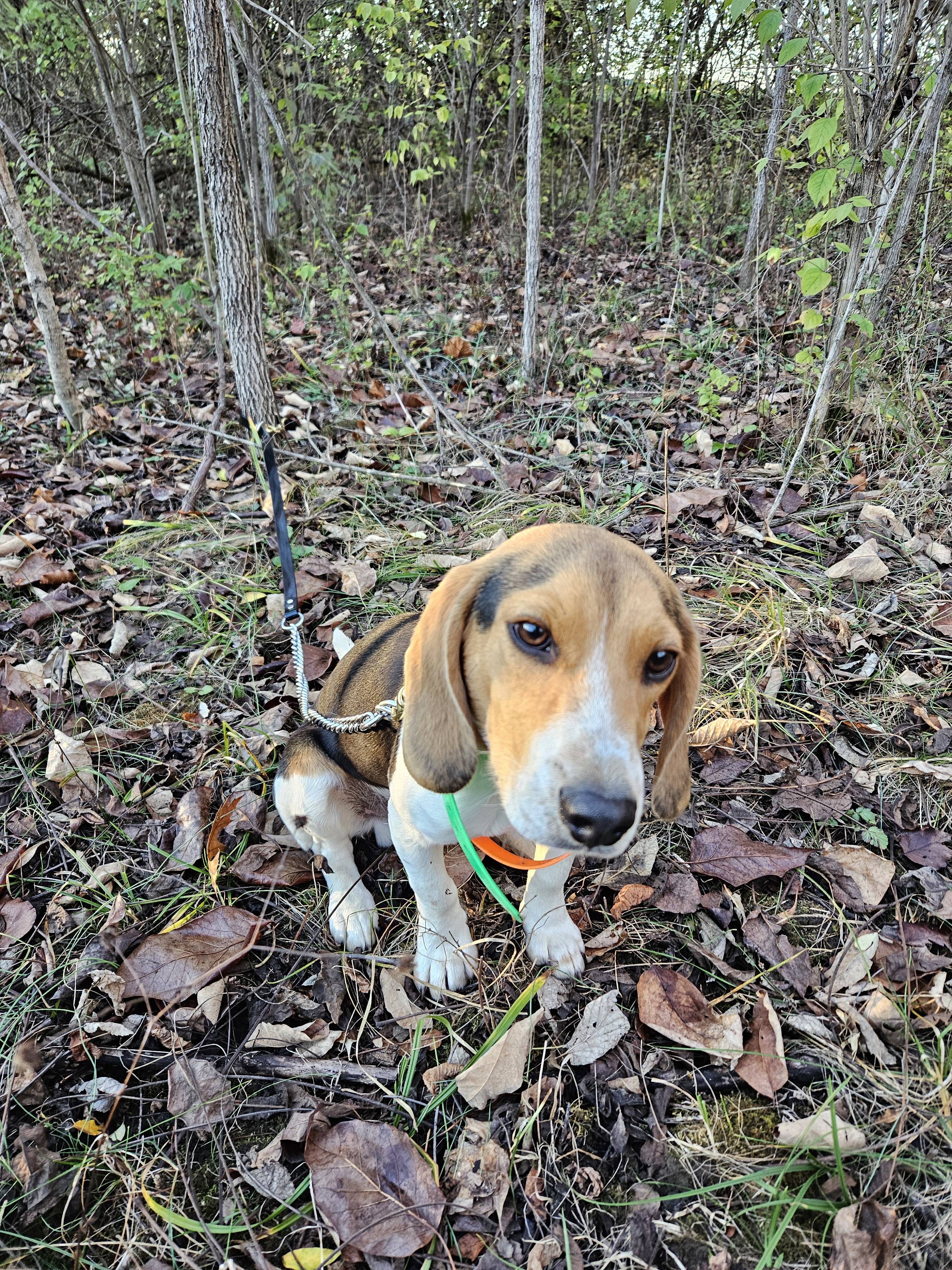 Meet Majer, the star of the show