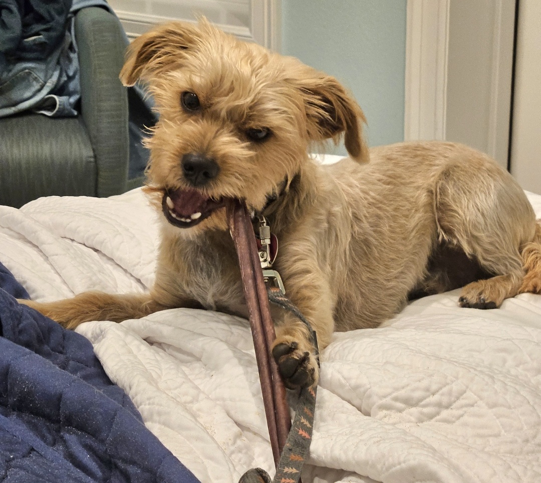 Cheese Curd: the pup who adores every treat in sight!