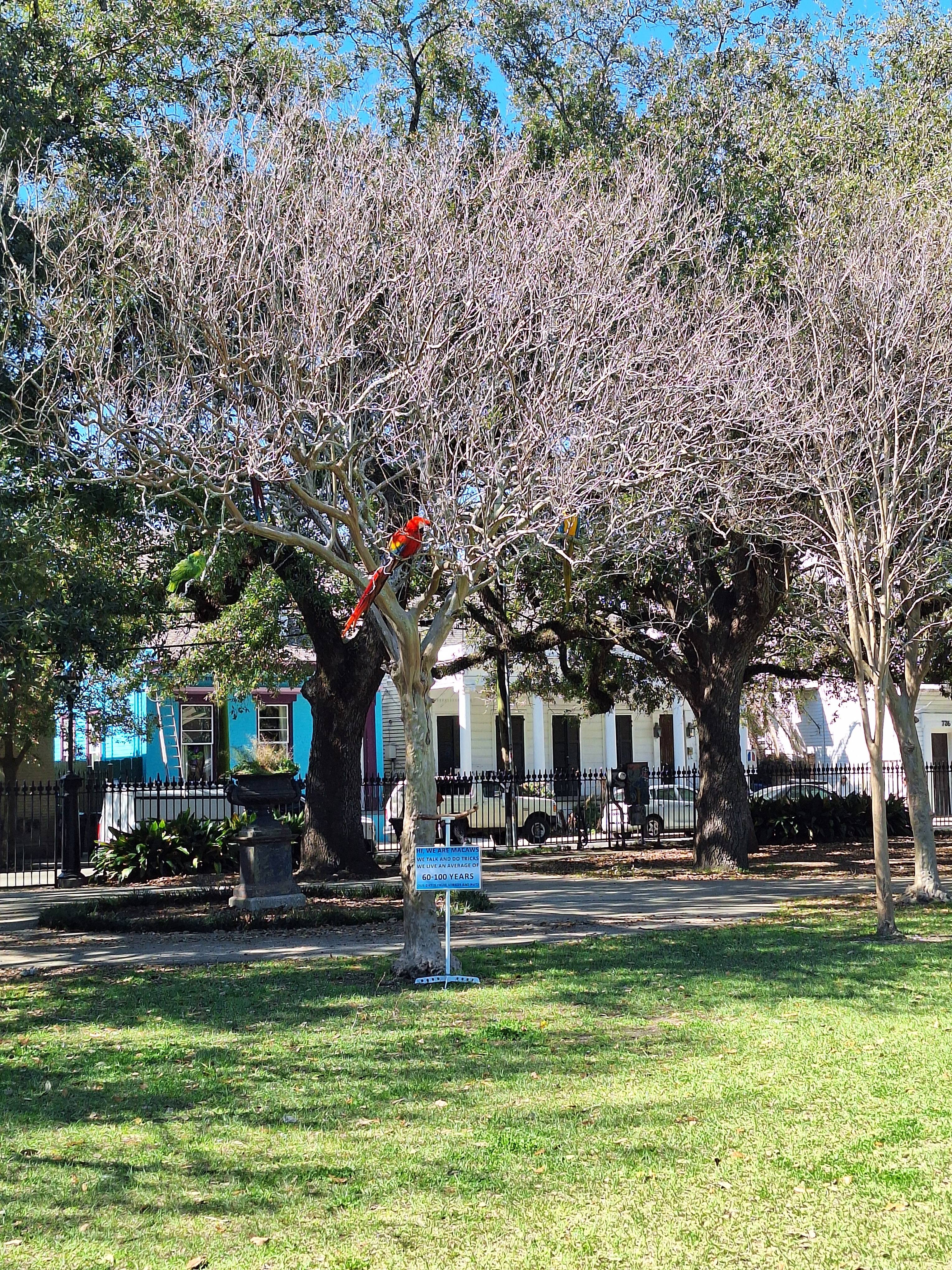 Colorful macaws spotted in New Orleans' Washington Square!