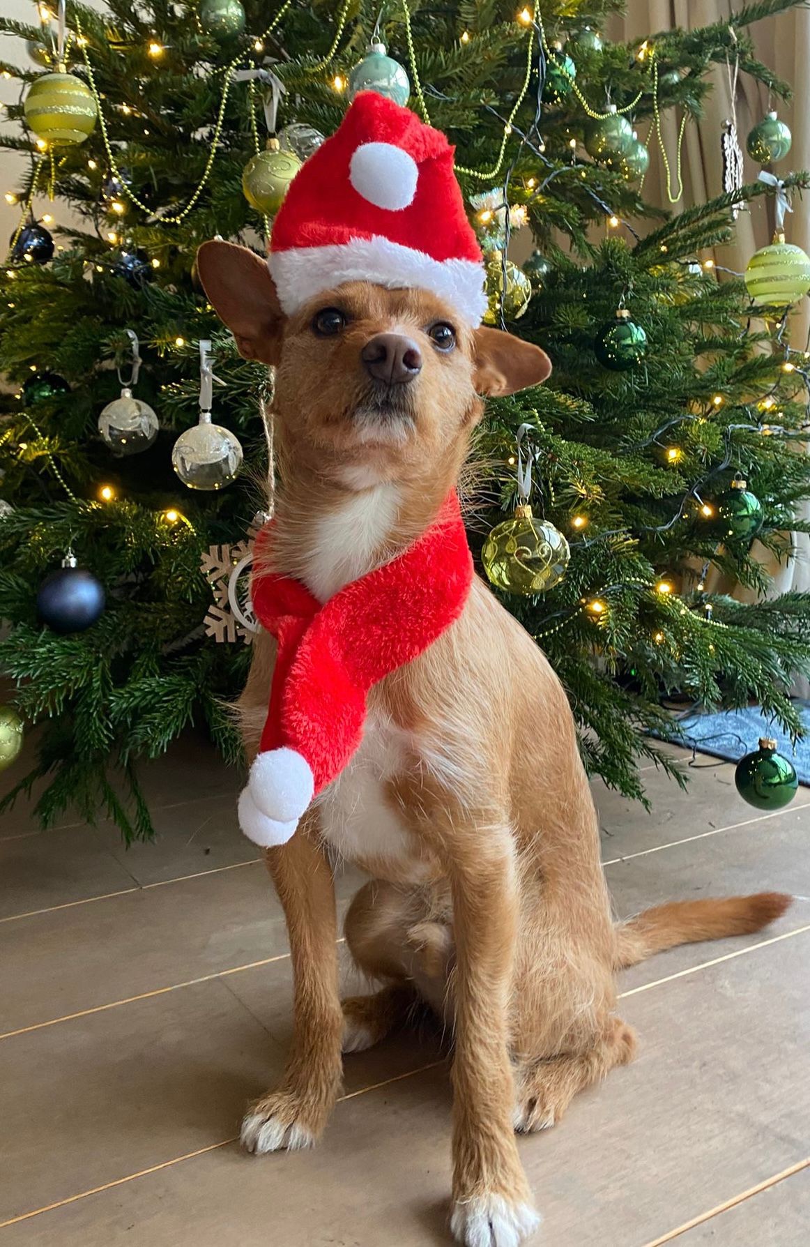 Sending Christmas Cheer from Toto!