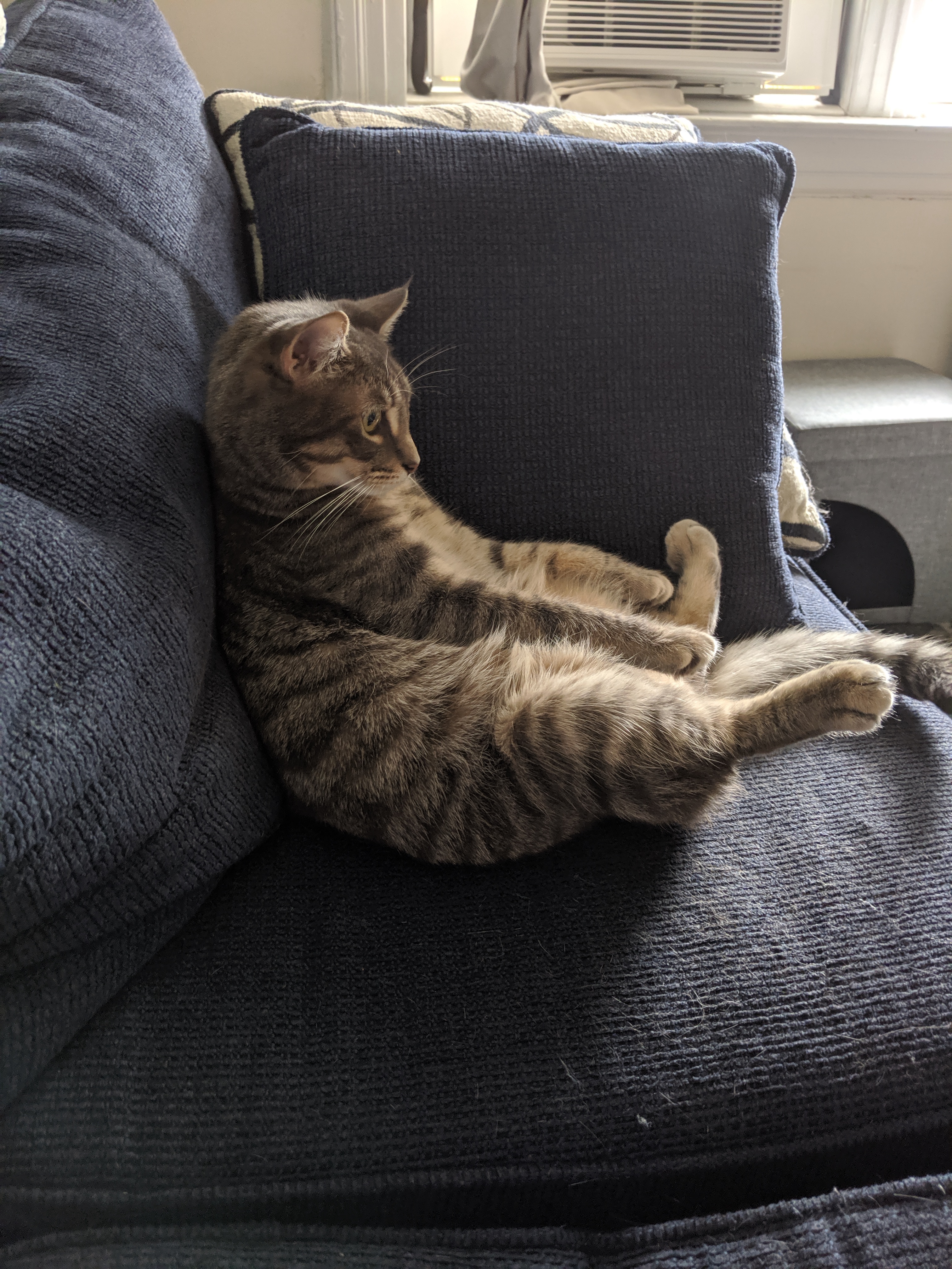 When Your Cat Gets Lost in the World of LOTR: The Return of the King