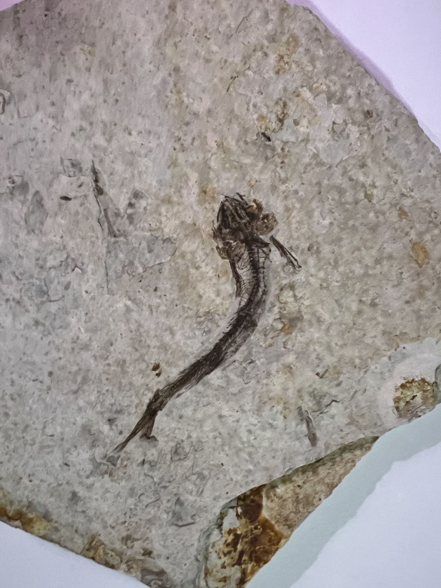 Did I Just Stumble Upon a Goa'uld?