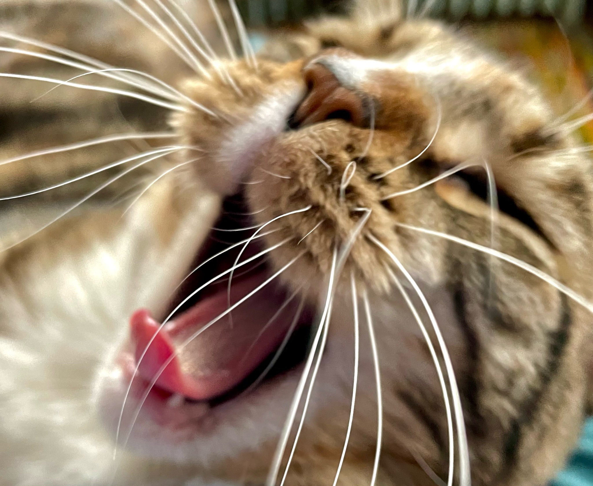 A colossal yawn