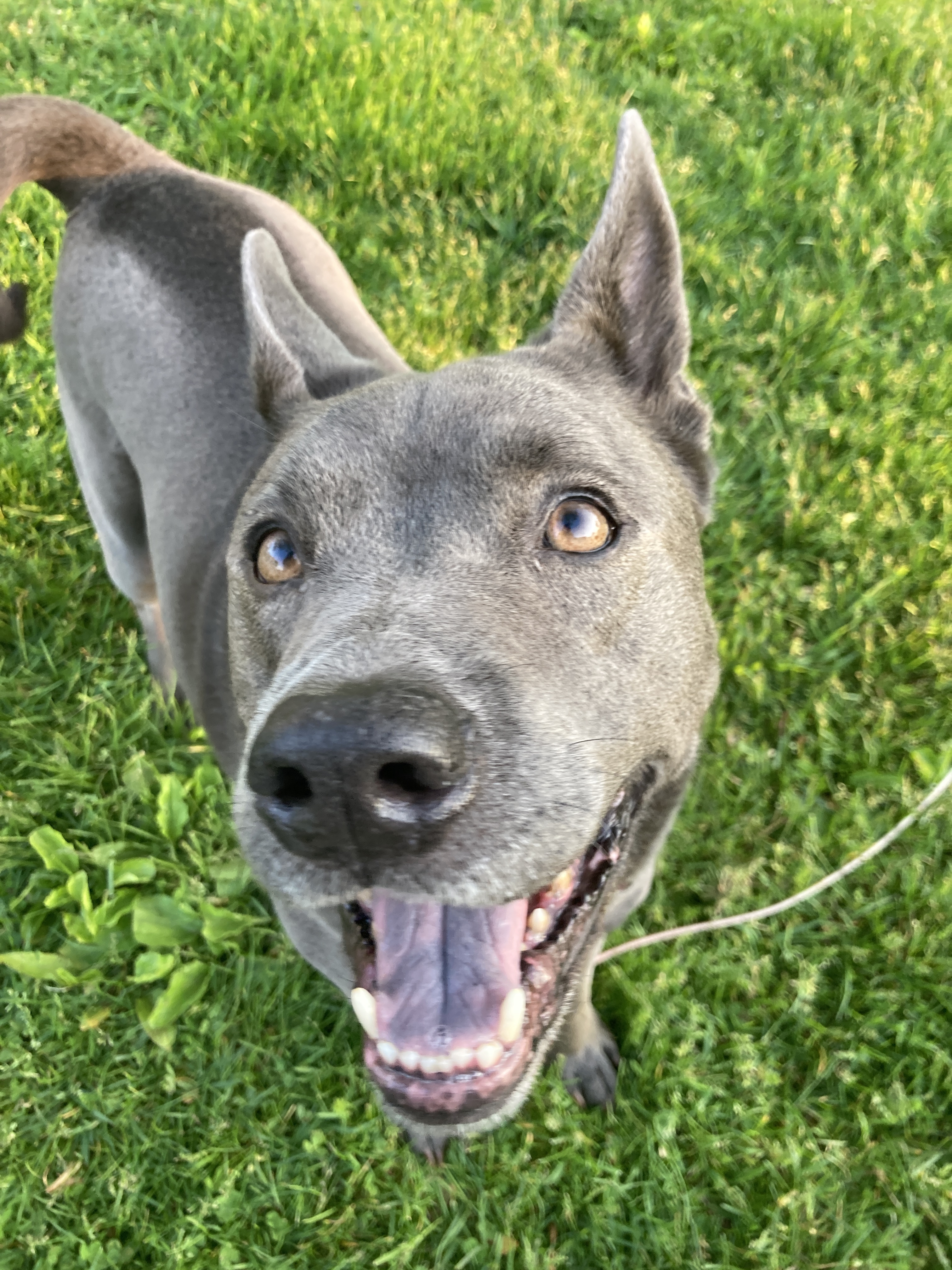 Meet Bella Bean, the cutest little companion!