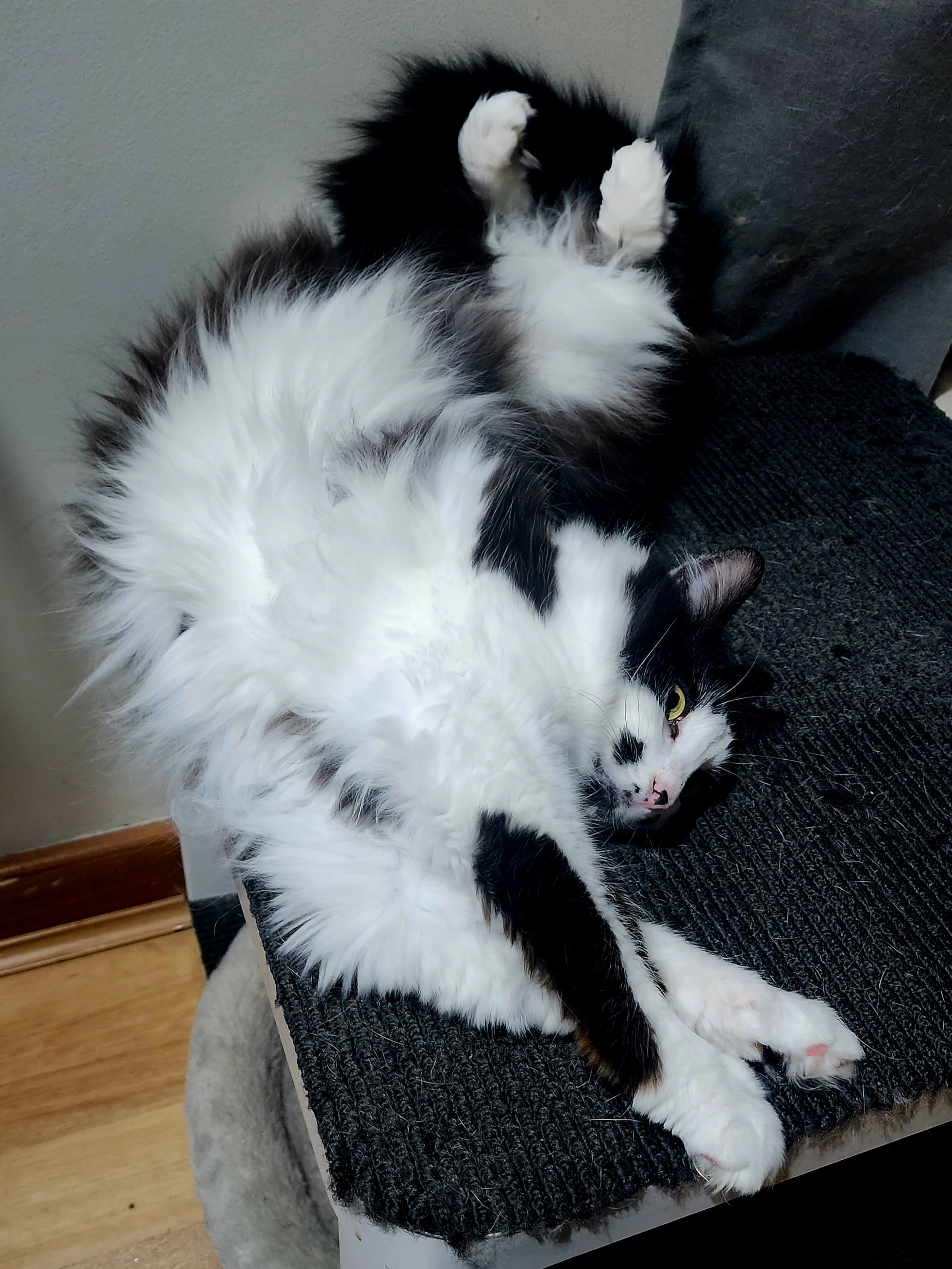 Mr. Pierrot Showcases His Best Side