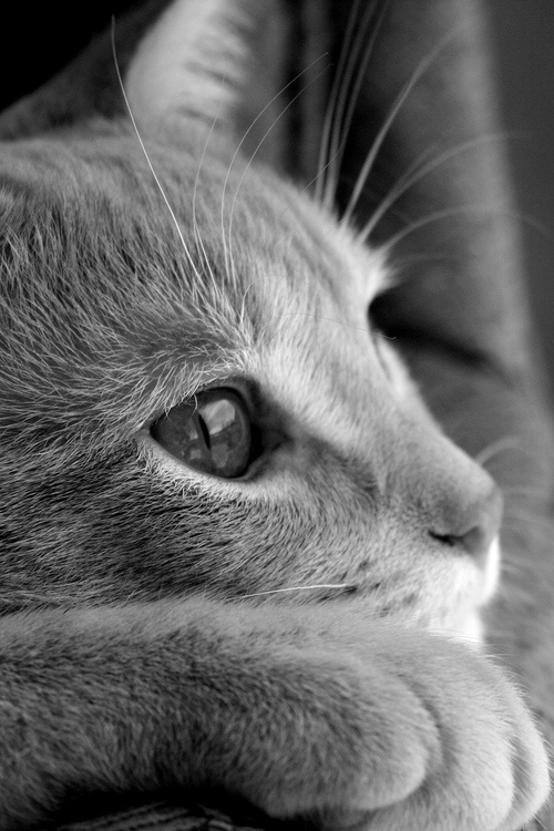 The Cat of the Day: Feline Highlights