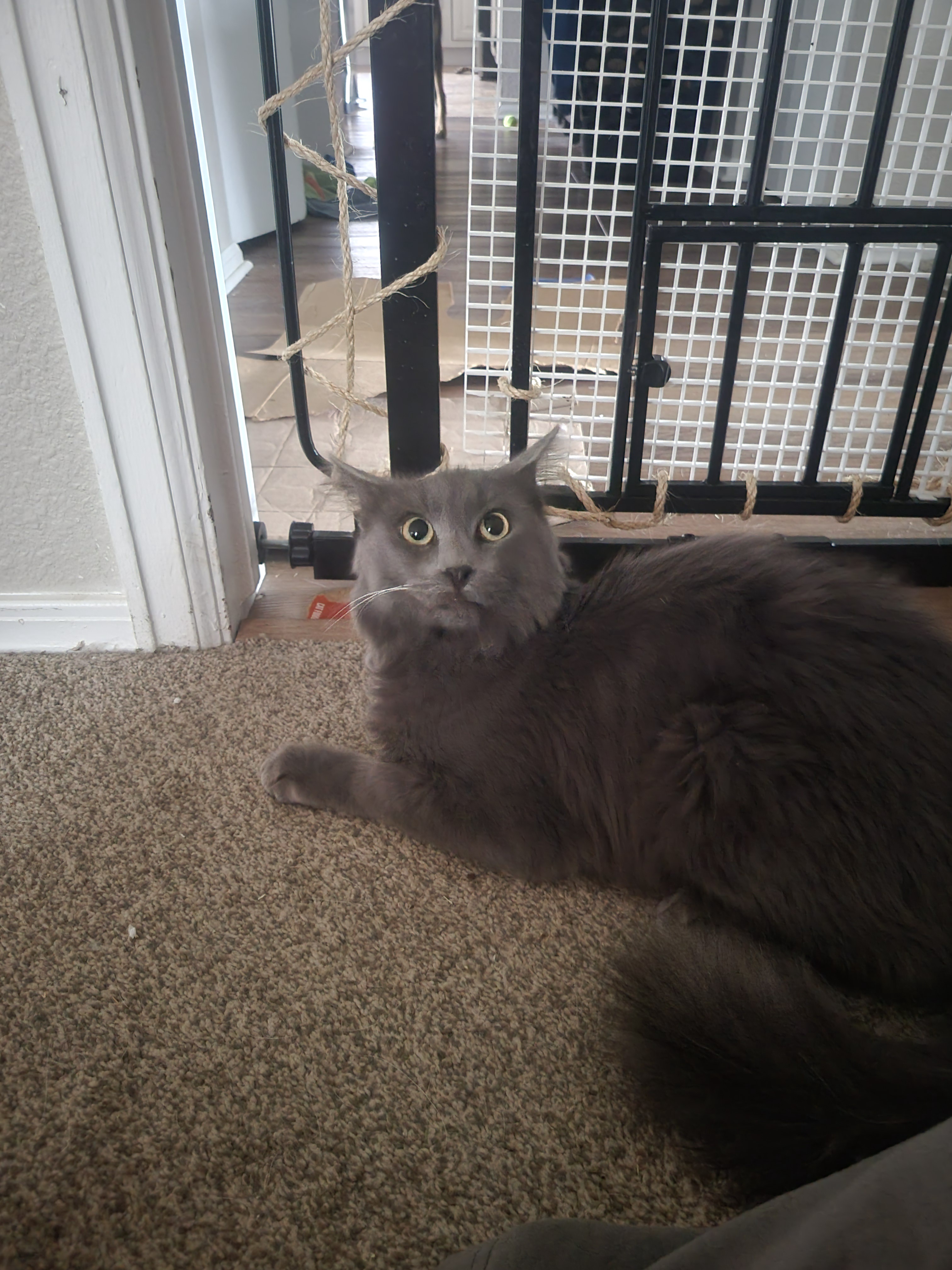 Meet My Adorable Feline Foster Friends