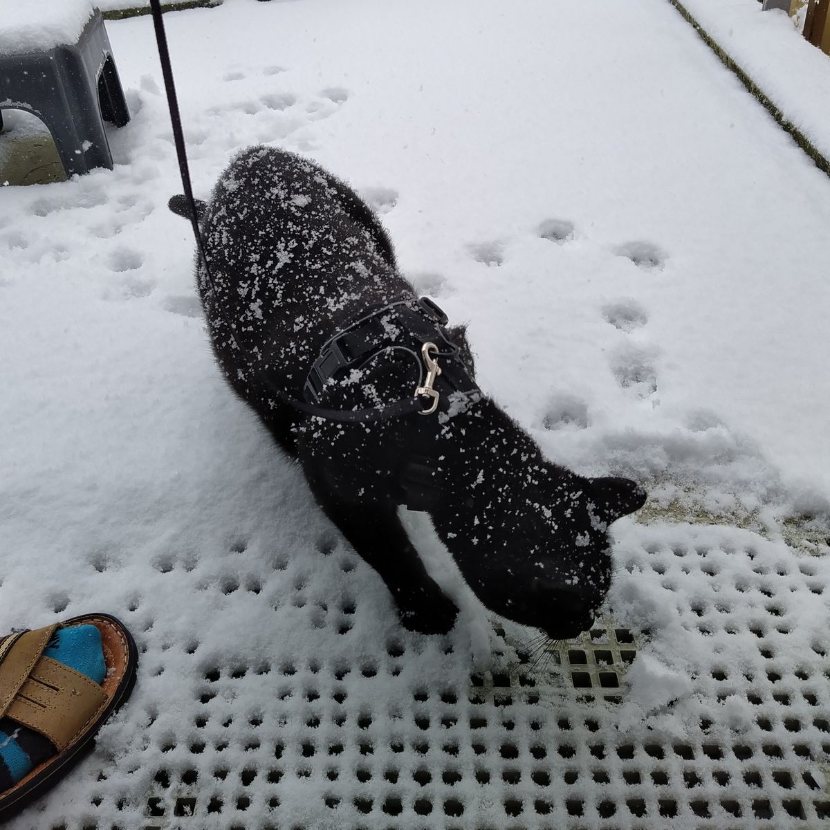 Our First Christmas Adventure in 2024: Snowy Bliss and Pure Joy!