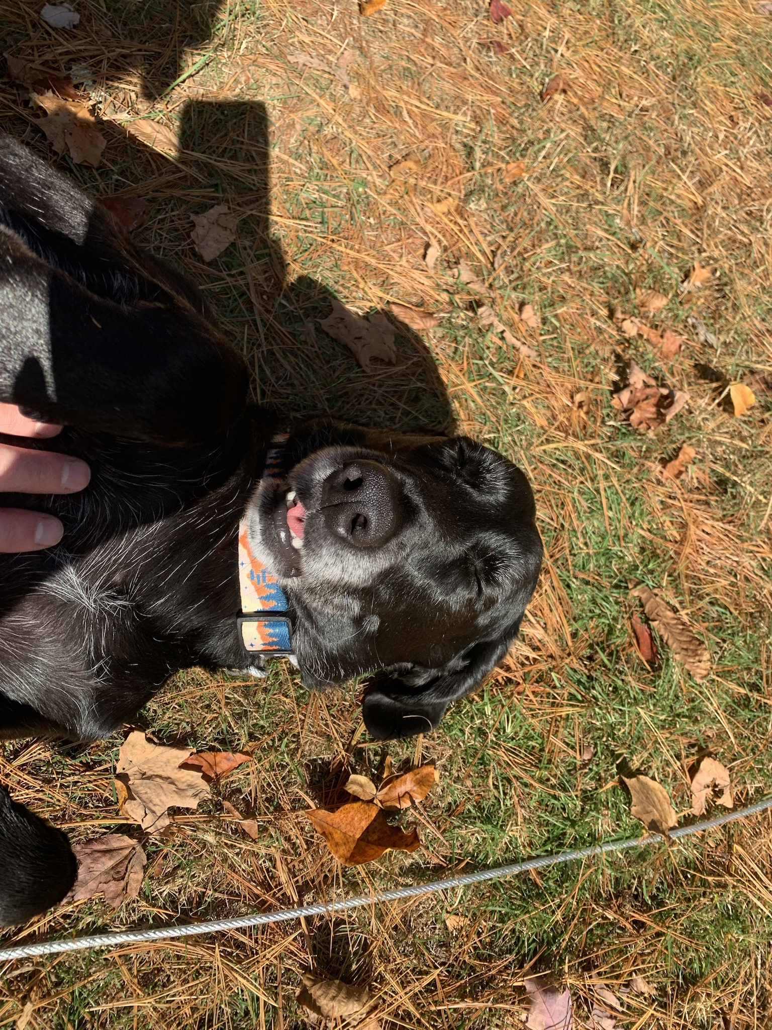 Heartwarming Photos of My Dog Enjoying the Sunshine on a Warm Day