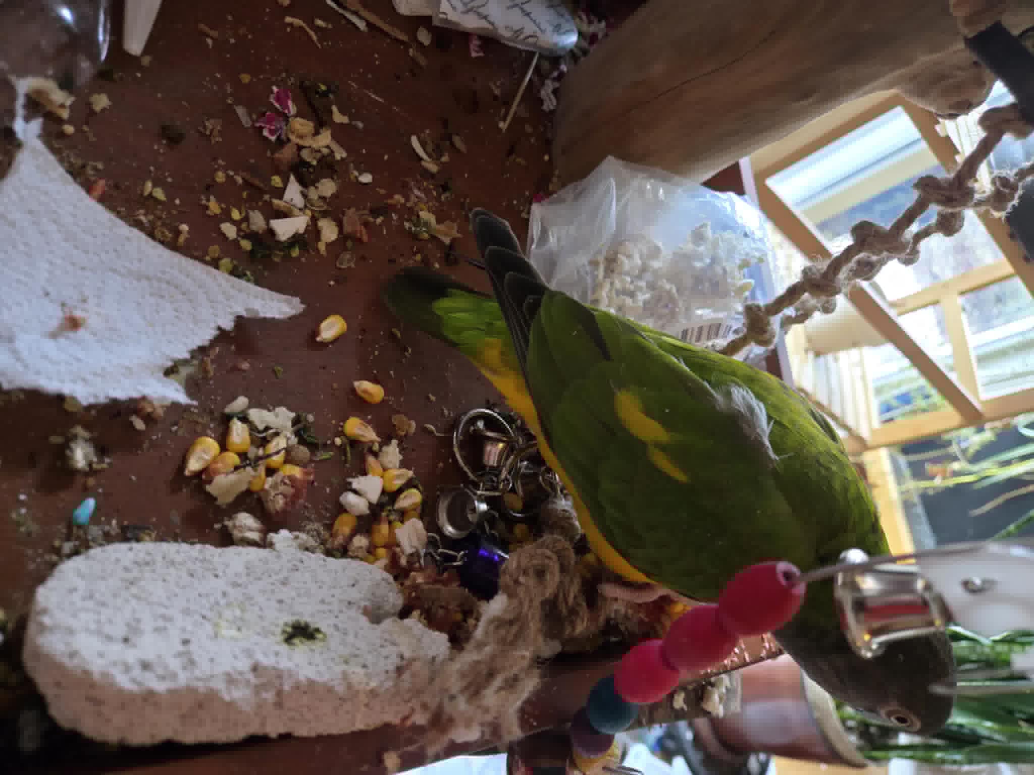 The Hilariously Chaotic Bird
