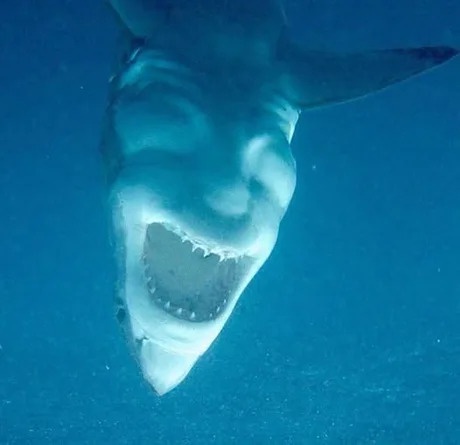Phew! Just Another Shark Encounter