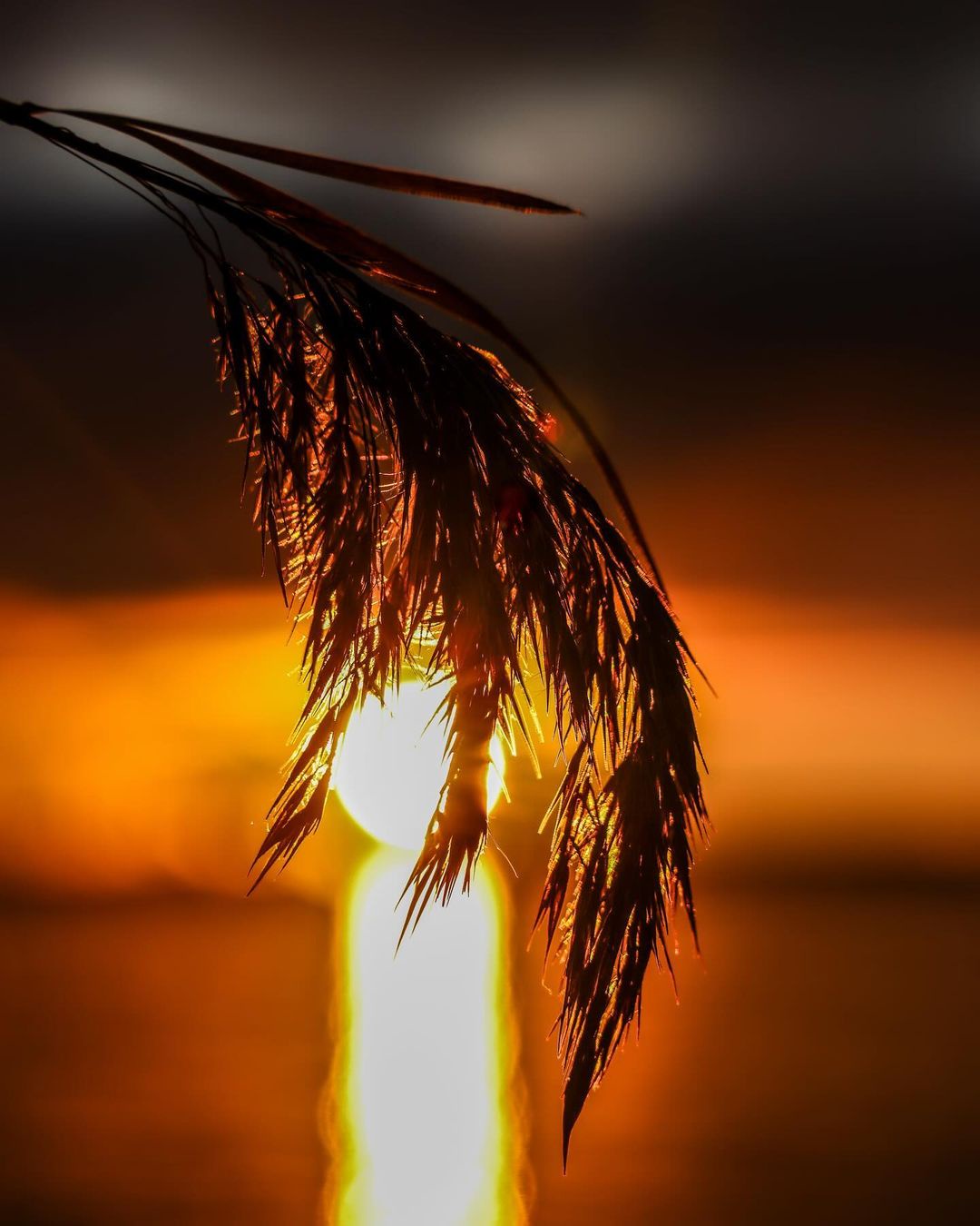 A Blade of Grass, A World of Wonder: Nature's Beauty Unveiled