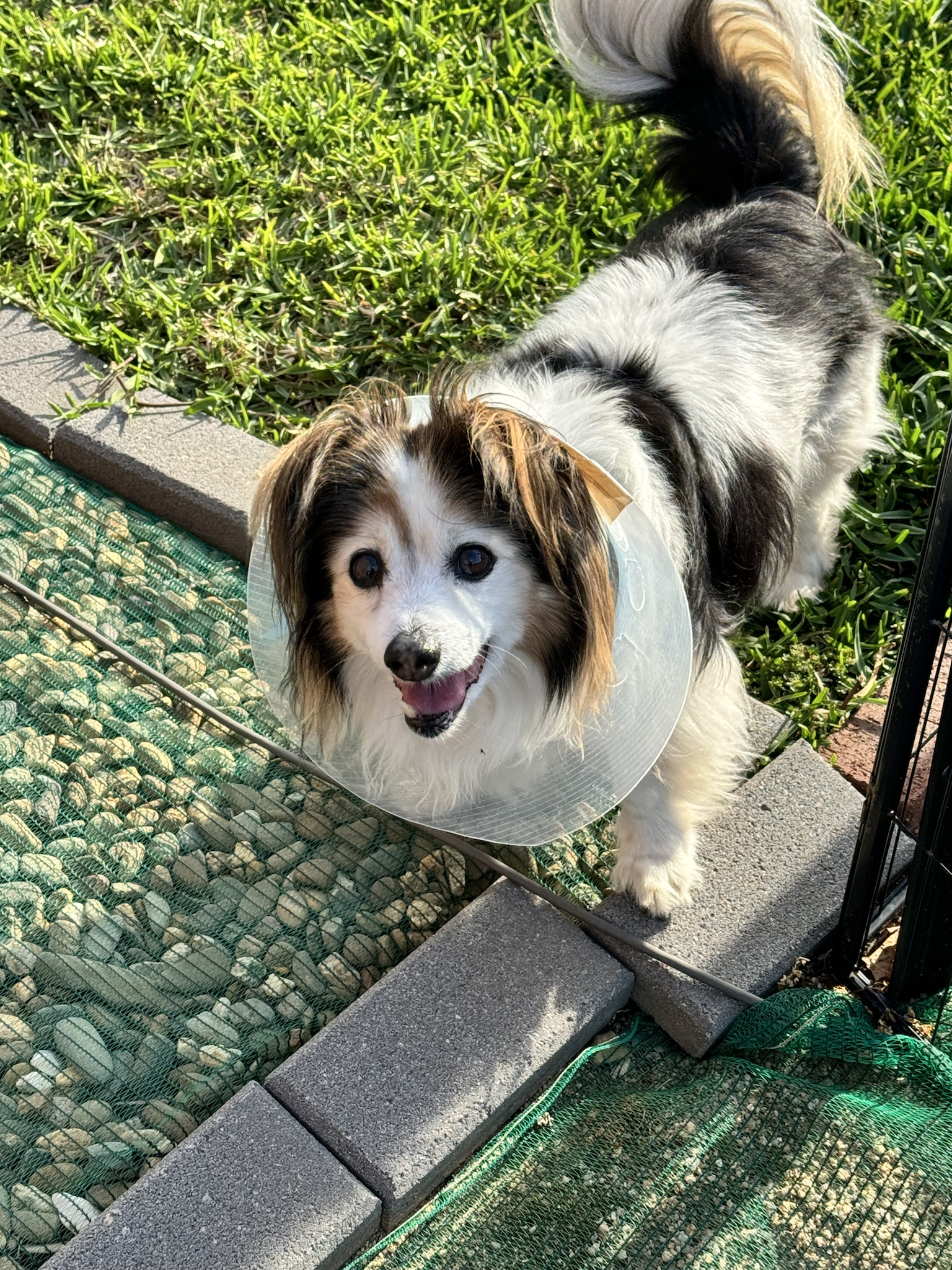 Daily Dose of Cuteness: Panko the Dog in Pictures